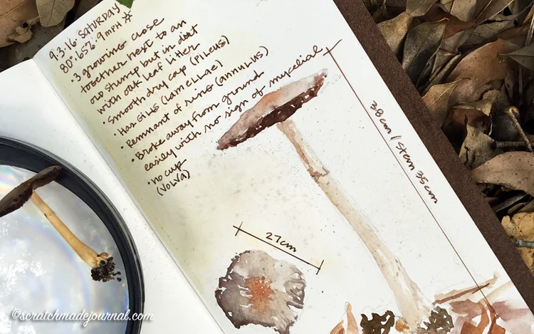 Mushroom nature study & field sketches - scratchmadejournal.com
