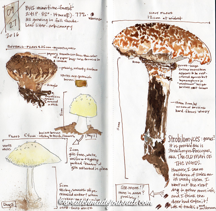  Drawing Painting Mushrooms Scratchmade Journal