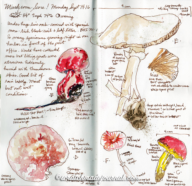 Drawing Painting Mushrooms Scratchmade Journal