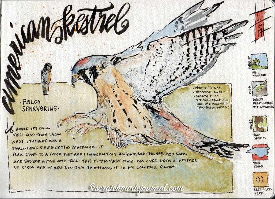 keeping-an-illustrated-birding-journal-scratchmade-journal