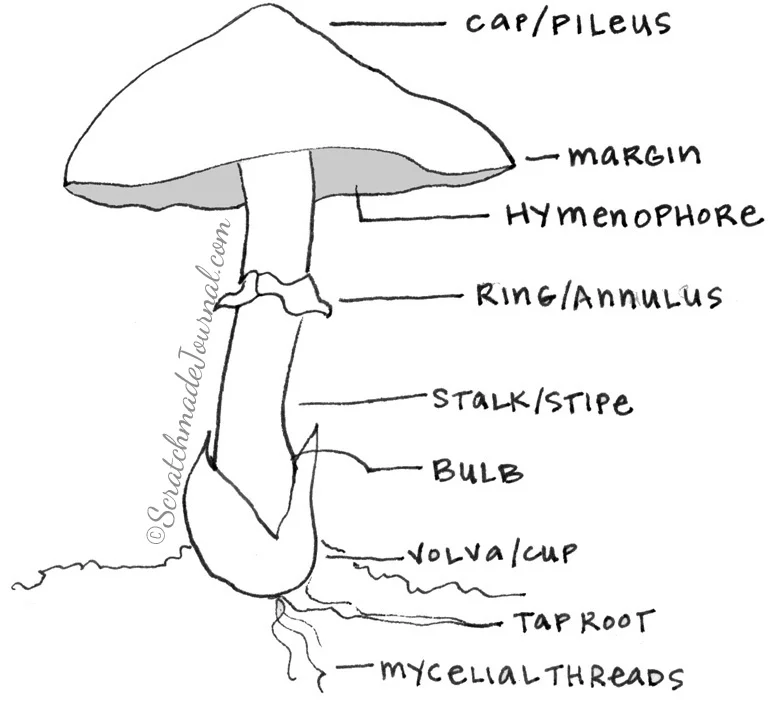Identifying Mushrooms Plus A Field Guide Printable Scratchmade Journal