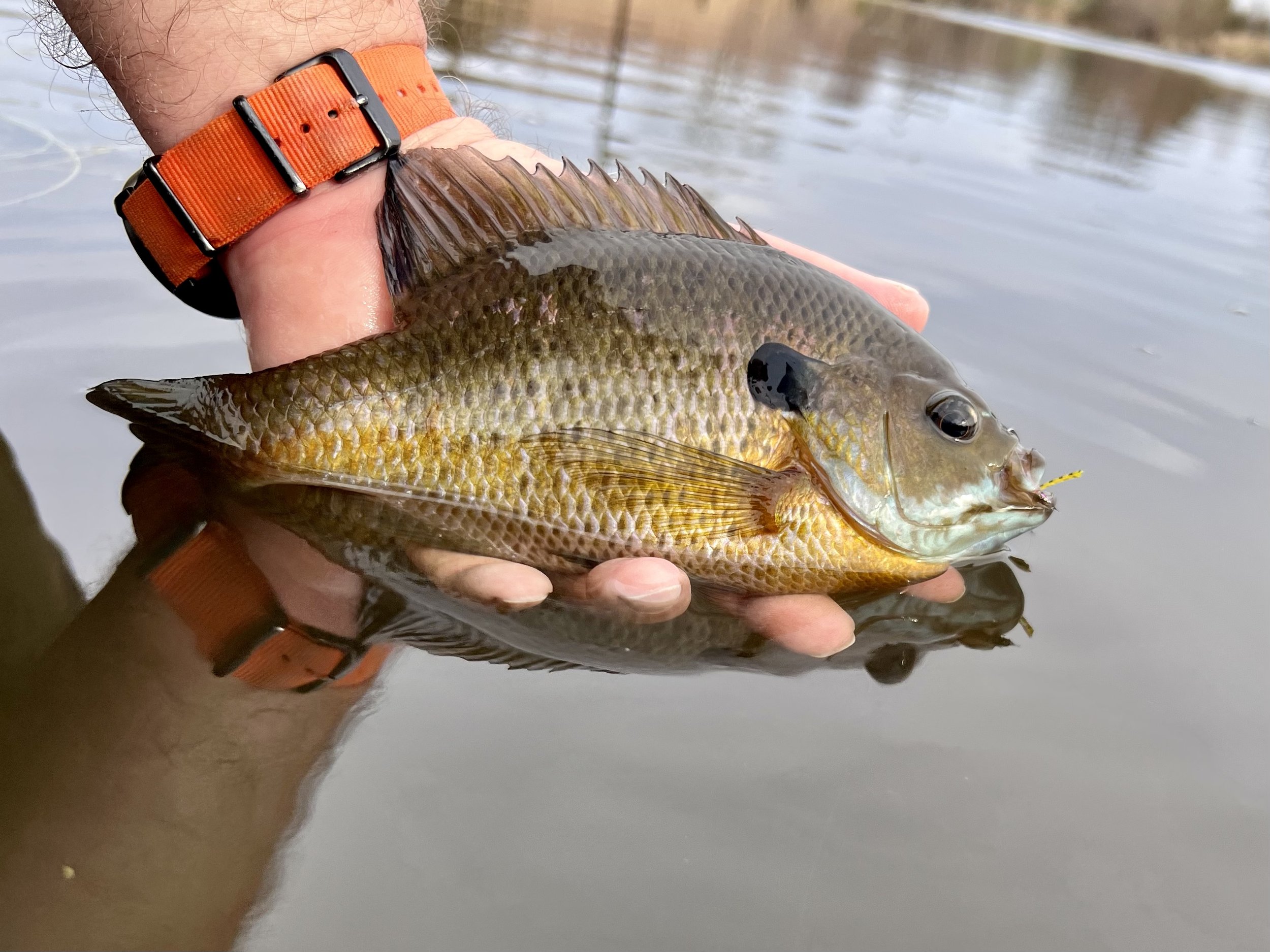 How fly fishing for panfish made me a better trout angler