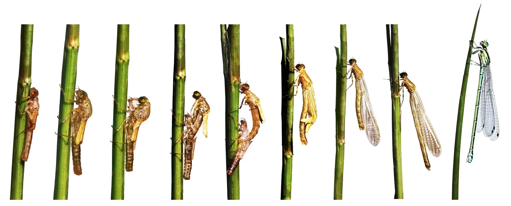 Damsel fly emerging from nymphal stage (image from dkfindout.com)