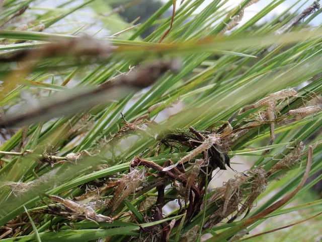 Spent shucks on lake side vegetation.