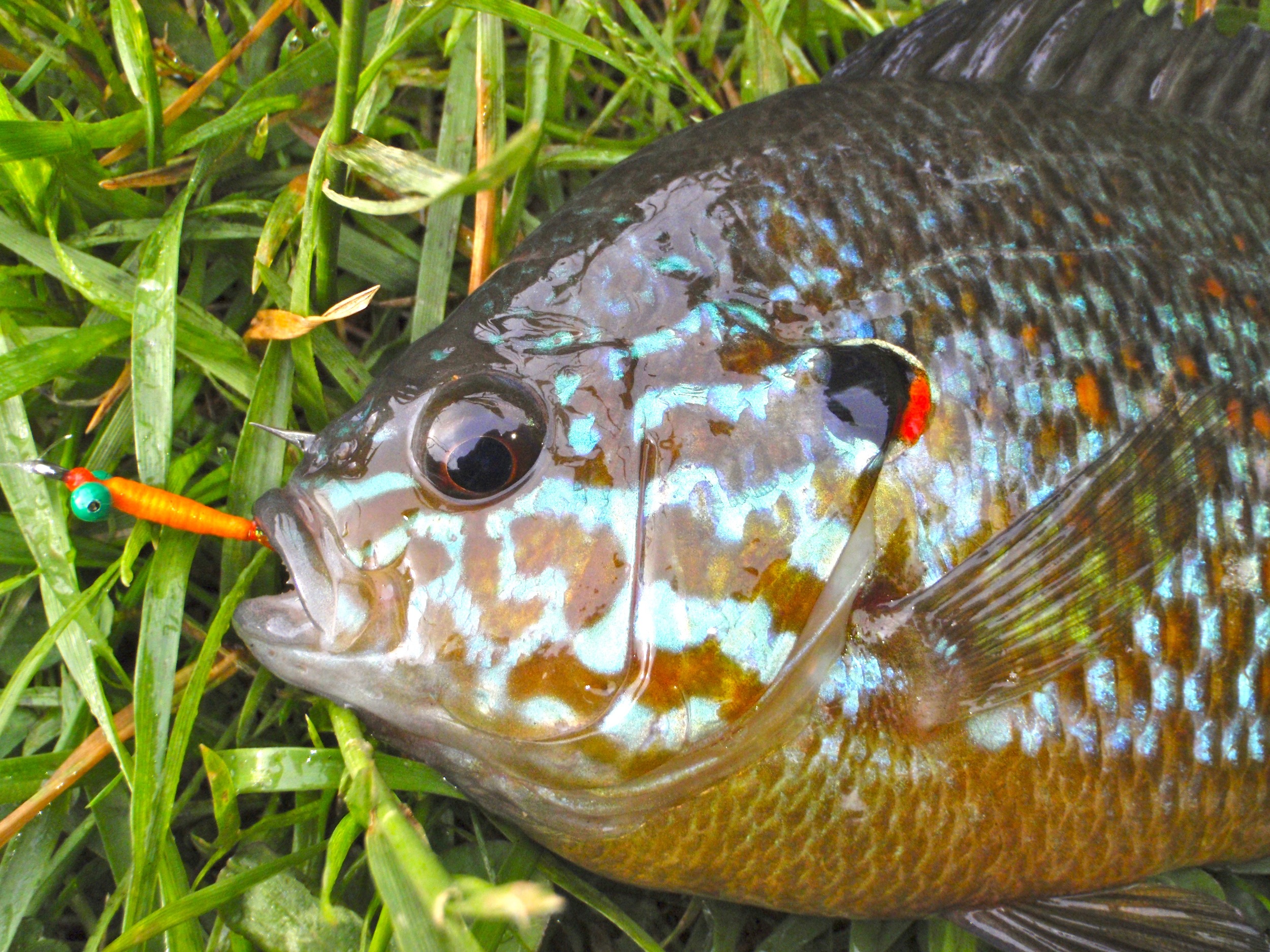 Effective Fly Patterns