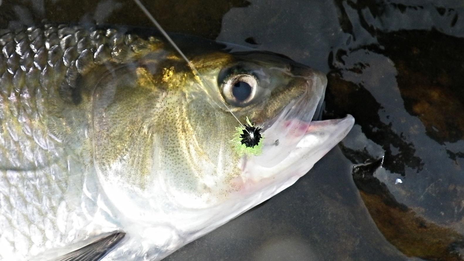 Feeding Habits