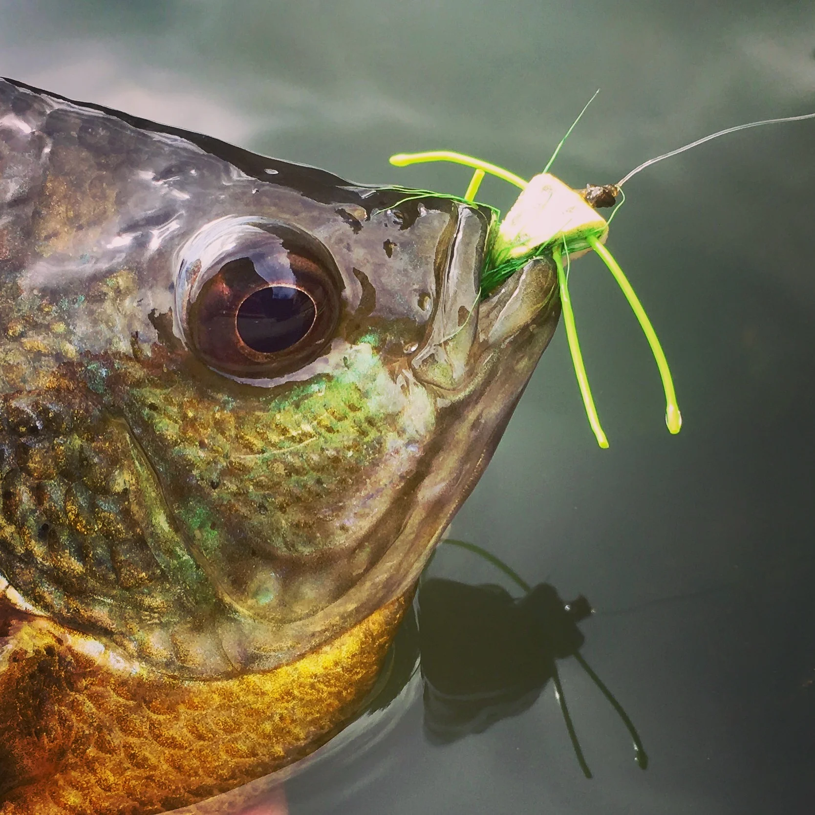 Easy to hook, tough to swallow!