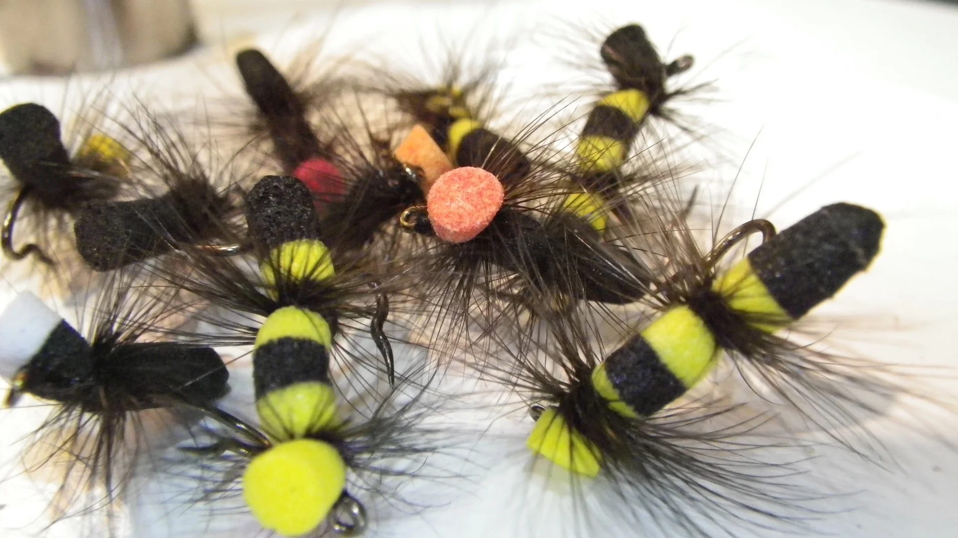 An assortment of indicator ants and bees.