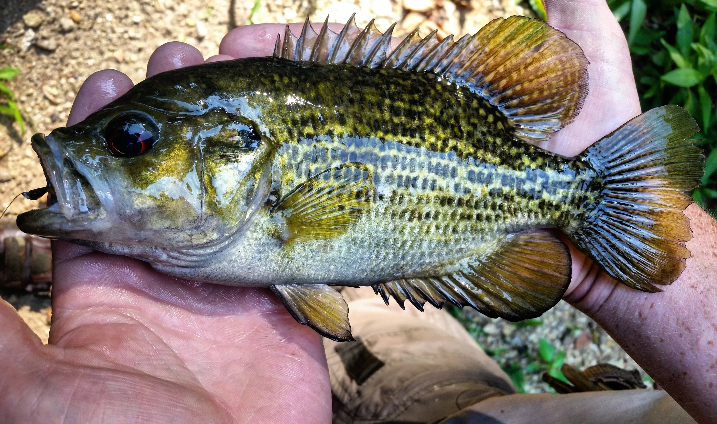 Rock Bass. Photograph by Bradford Wade