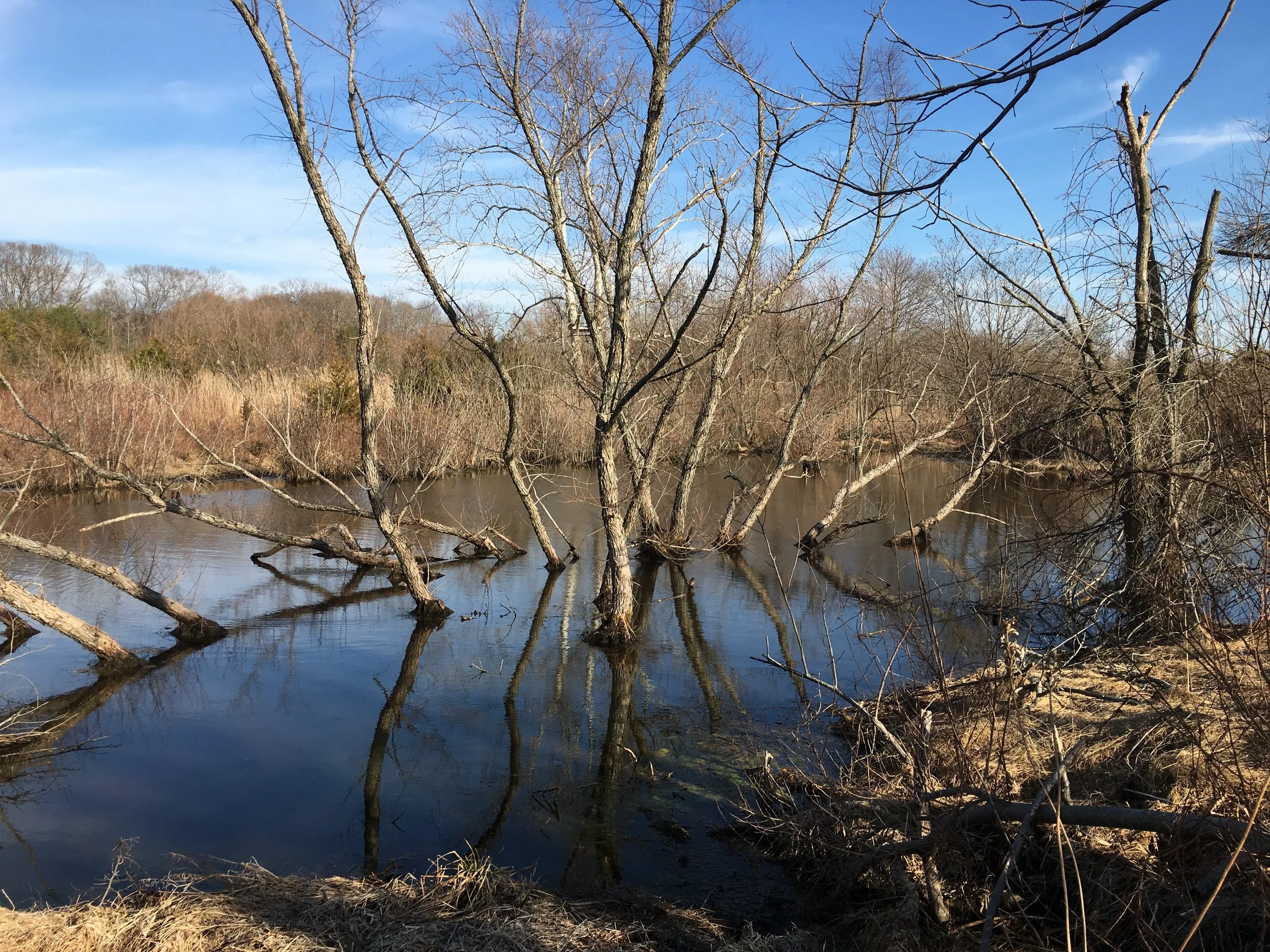 A bright sunny day will warm up dark bottom shallows quickly. Bluegills will move into these areas to take advantage of the warmer water.