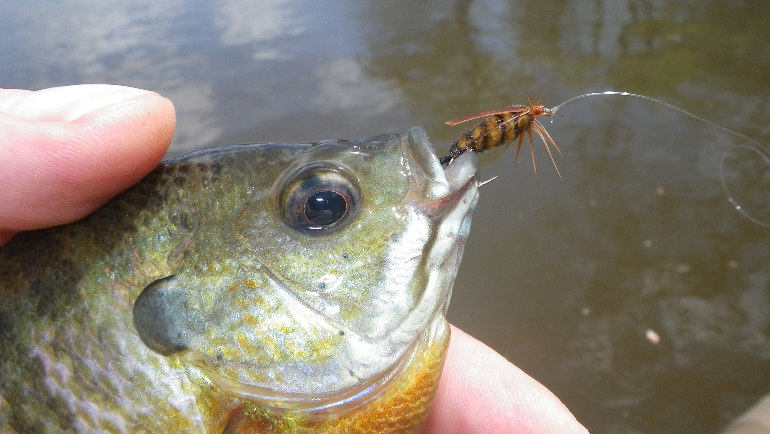 Soft Hackles and Wet Flies for Early Season Bluegills — Panfish On