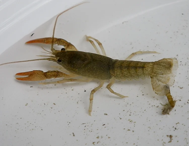 As close as you can get crayfish!