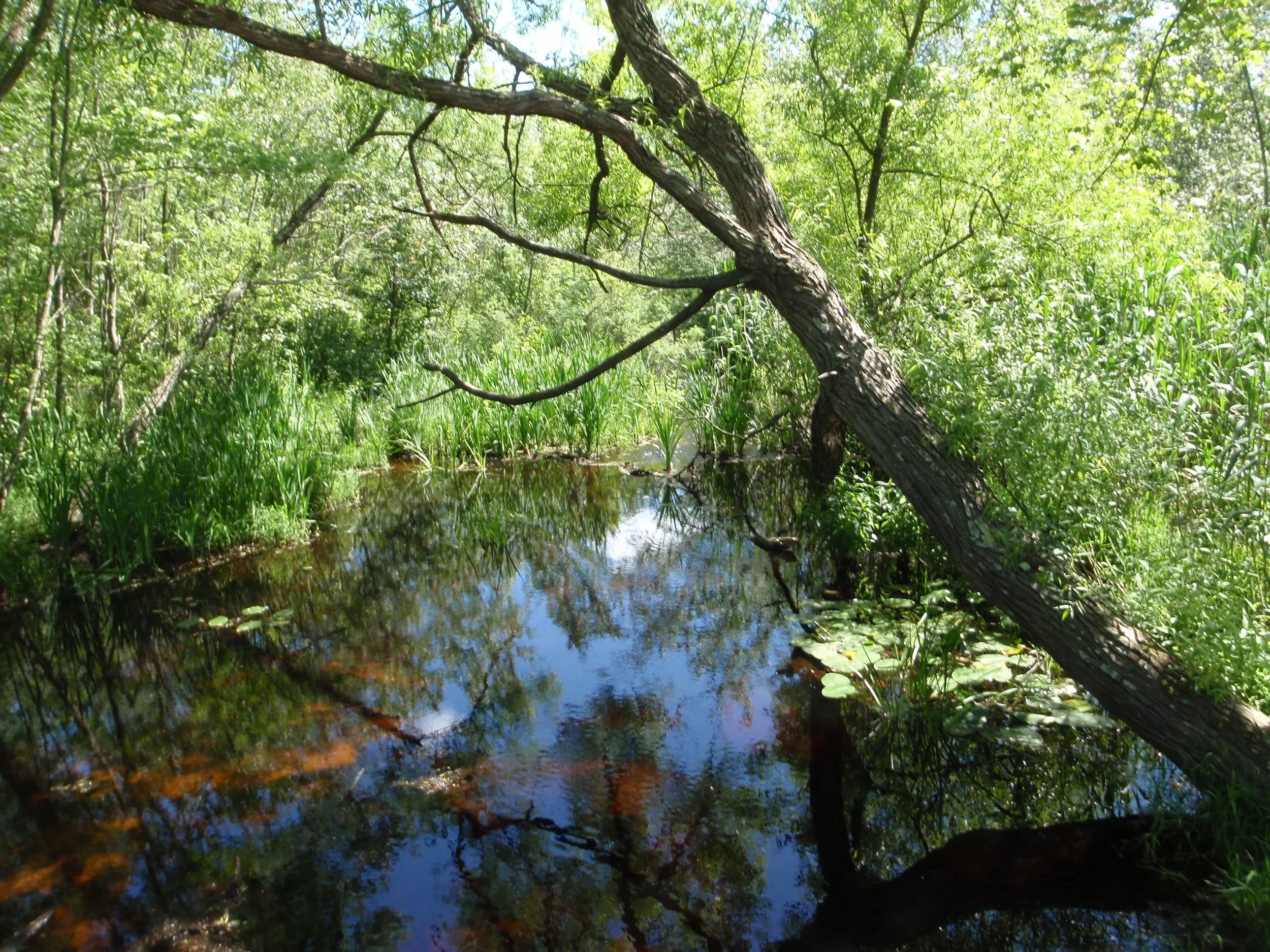 Not a trout stream, but beautiful all the same.