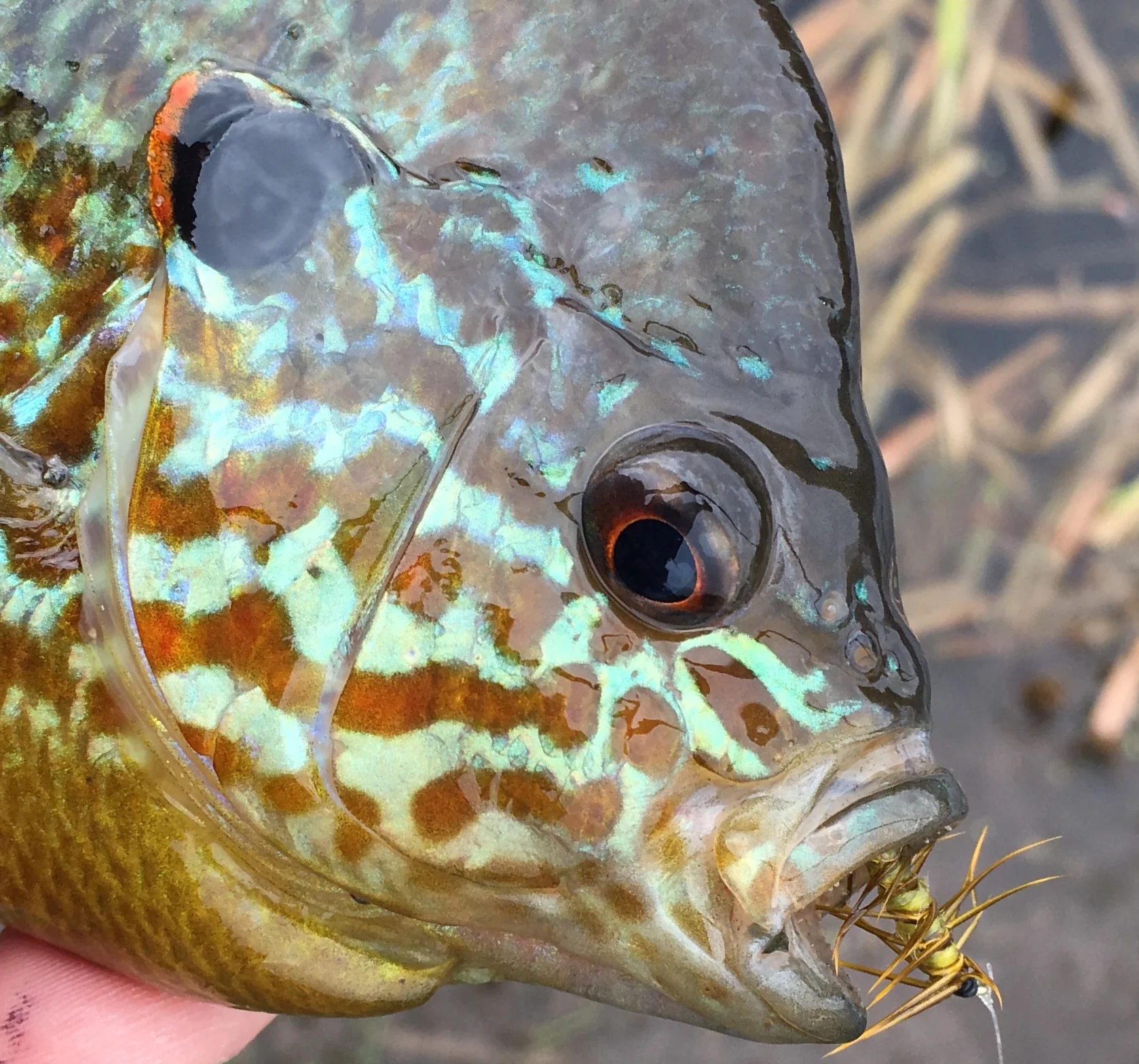 Bluegills and their sunfish cousins are stunning fish!