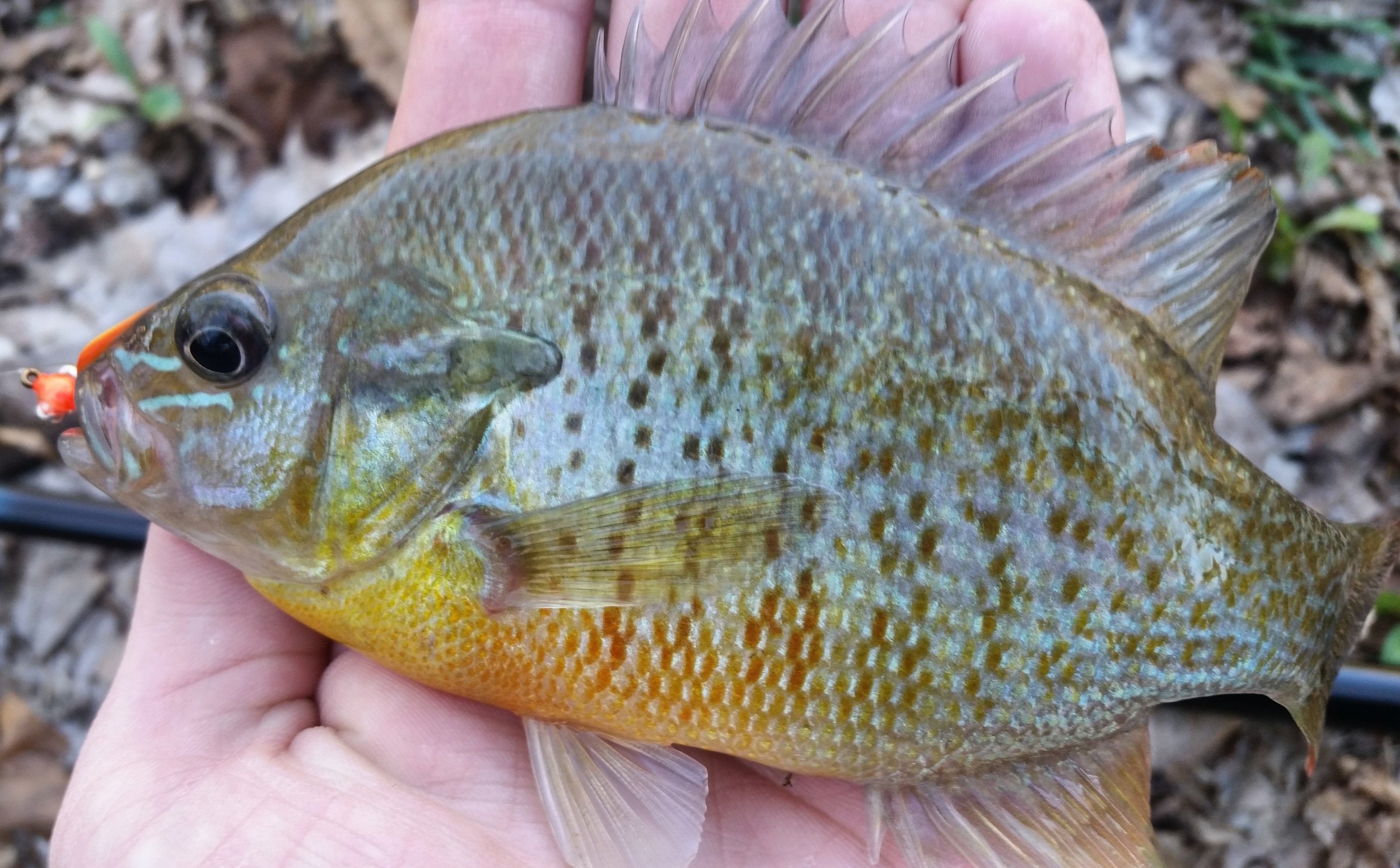 Predatory Panfish — Panfish On The Fly