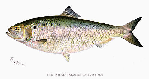 A Primer On Shad — Panfish On The Fly