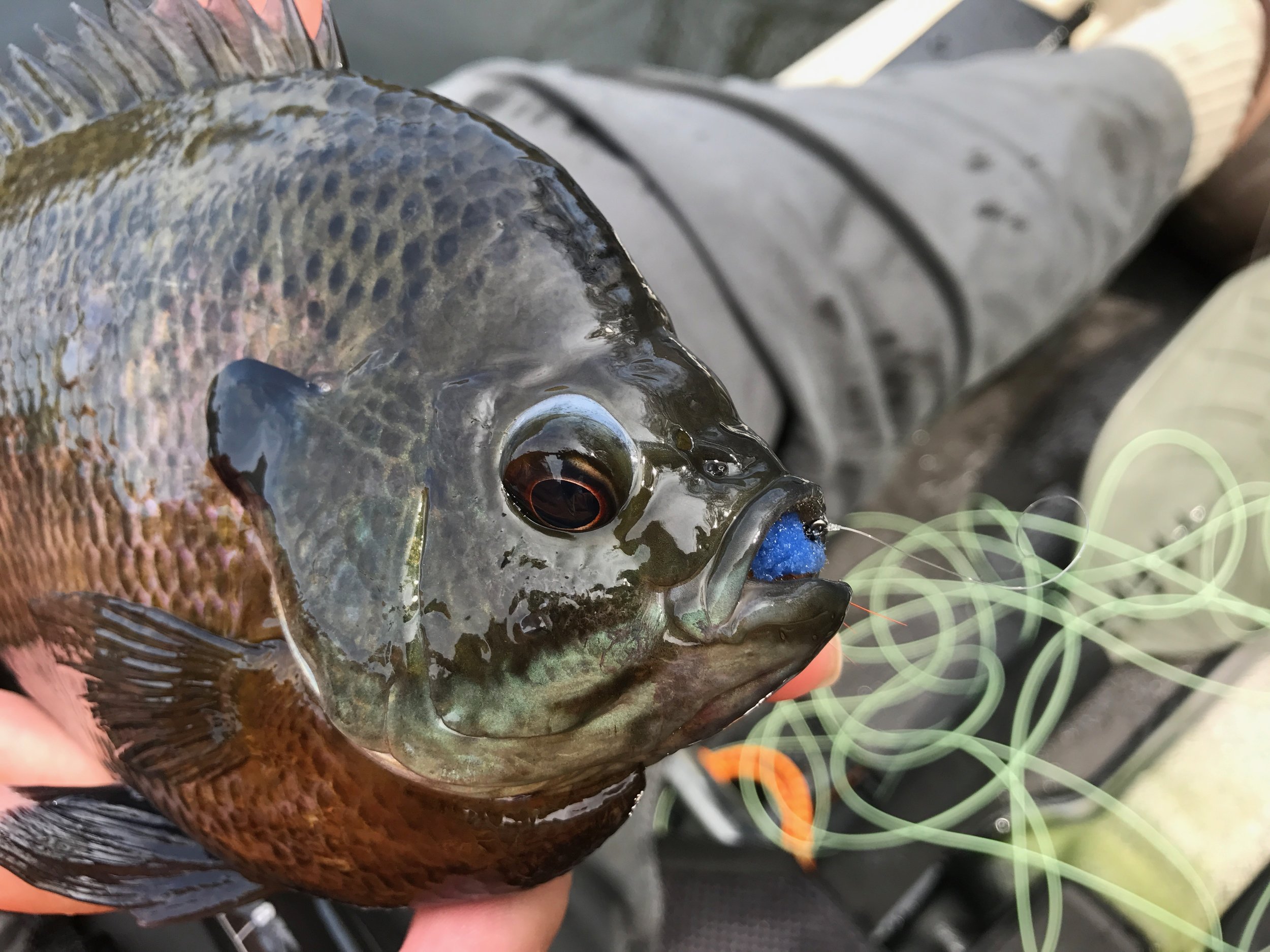 Fish the Pre-spawn Season for Big Bluegills — Panfish On The Fly