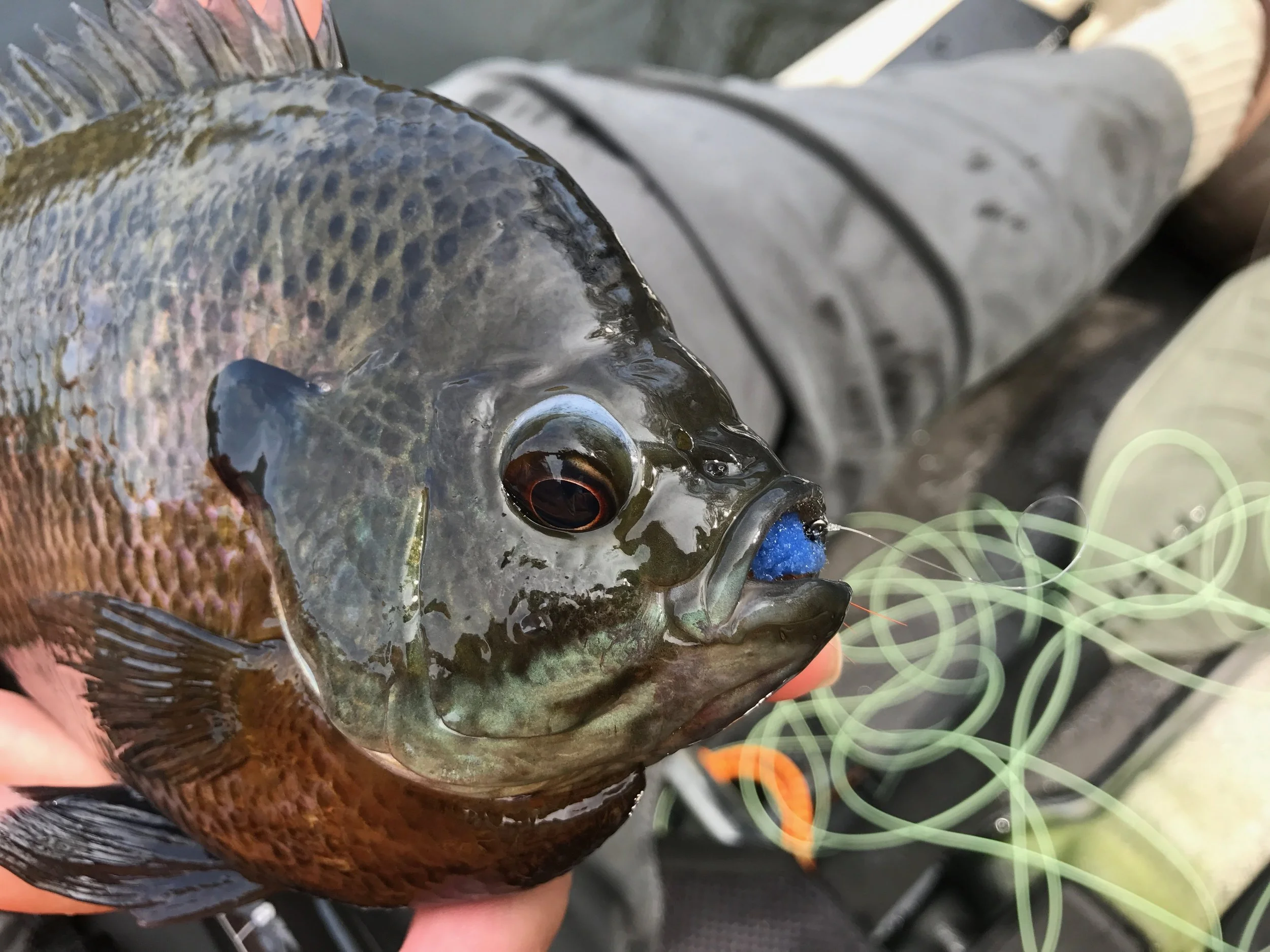 Another big bluegill seduced by the James Wood Bucktail!