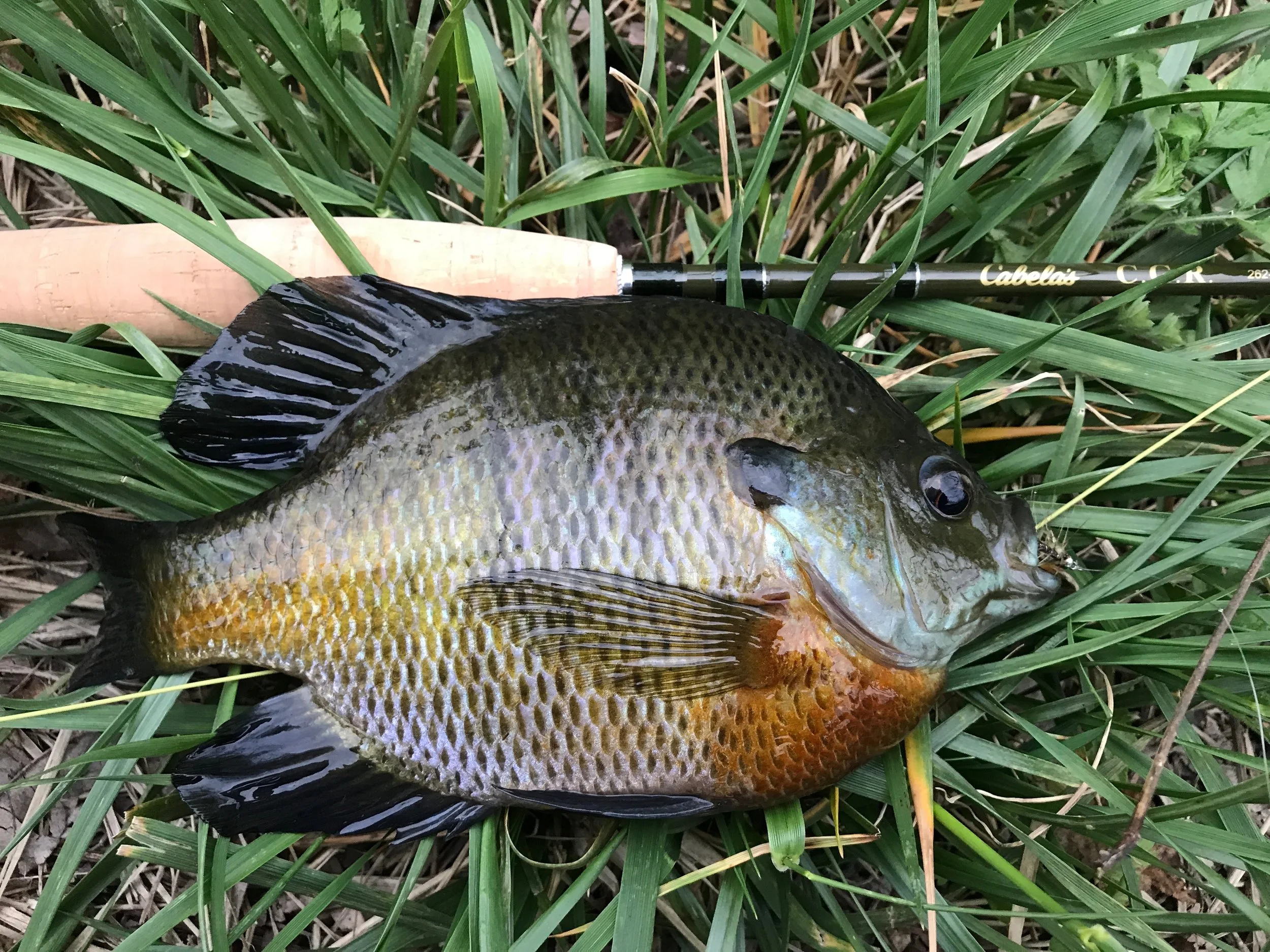 A dark male bluegill all decked out for the ladies.