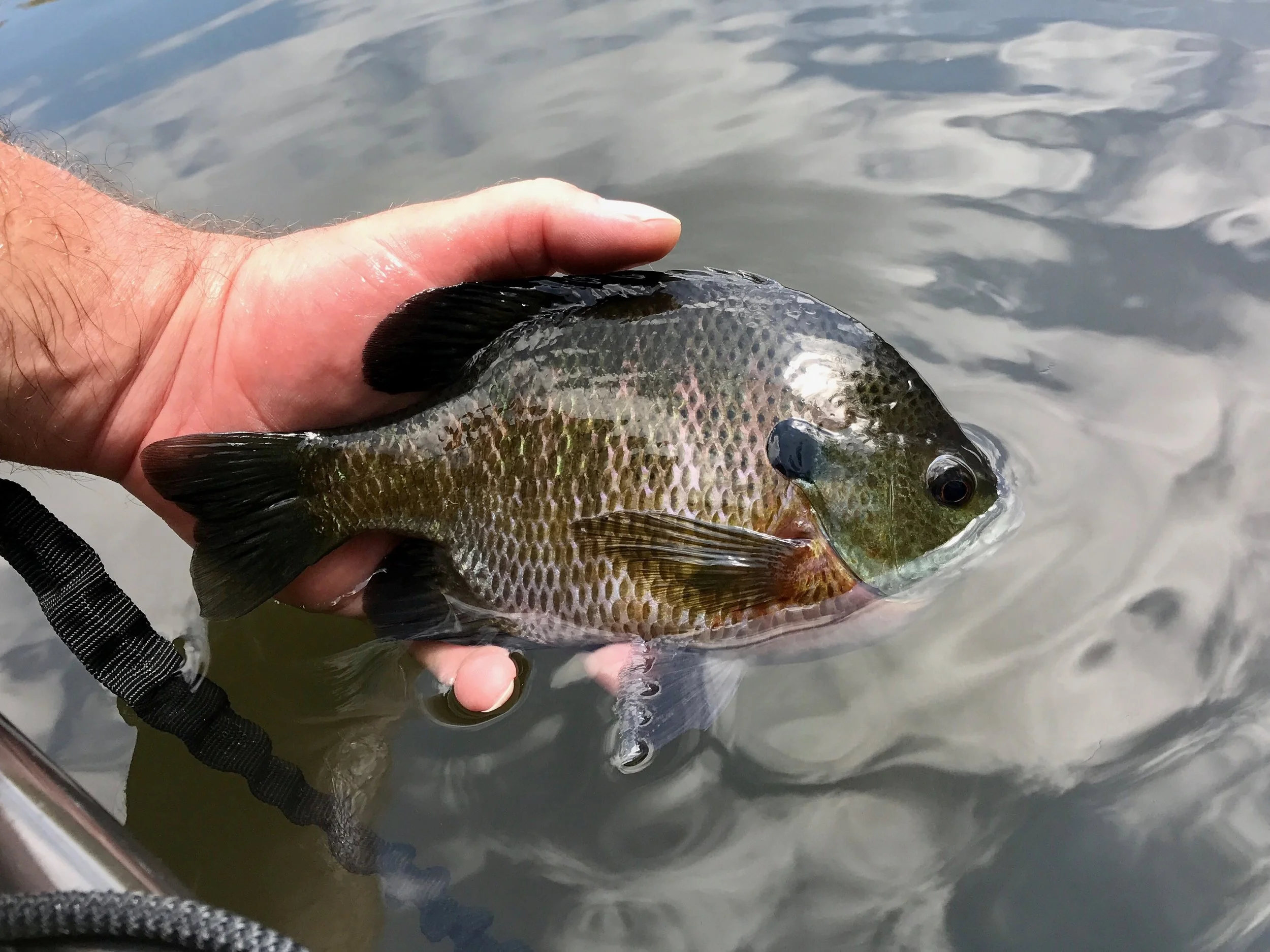 Limit your limit! Put them back!