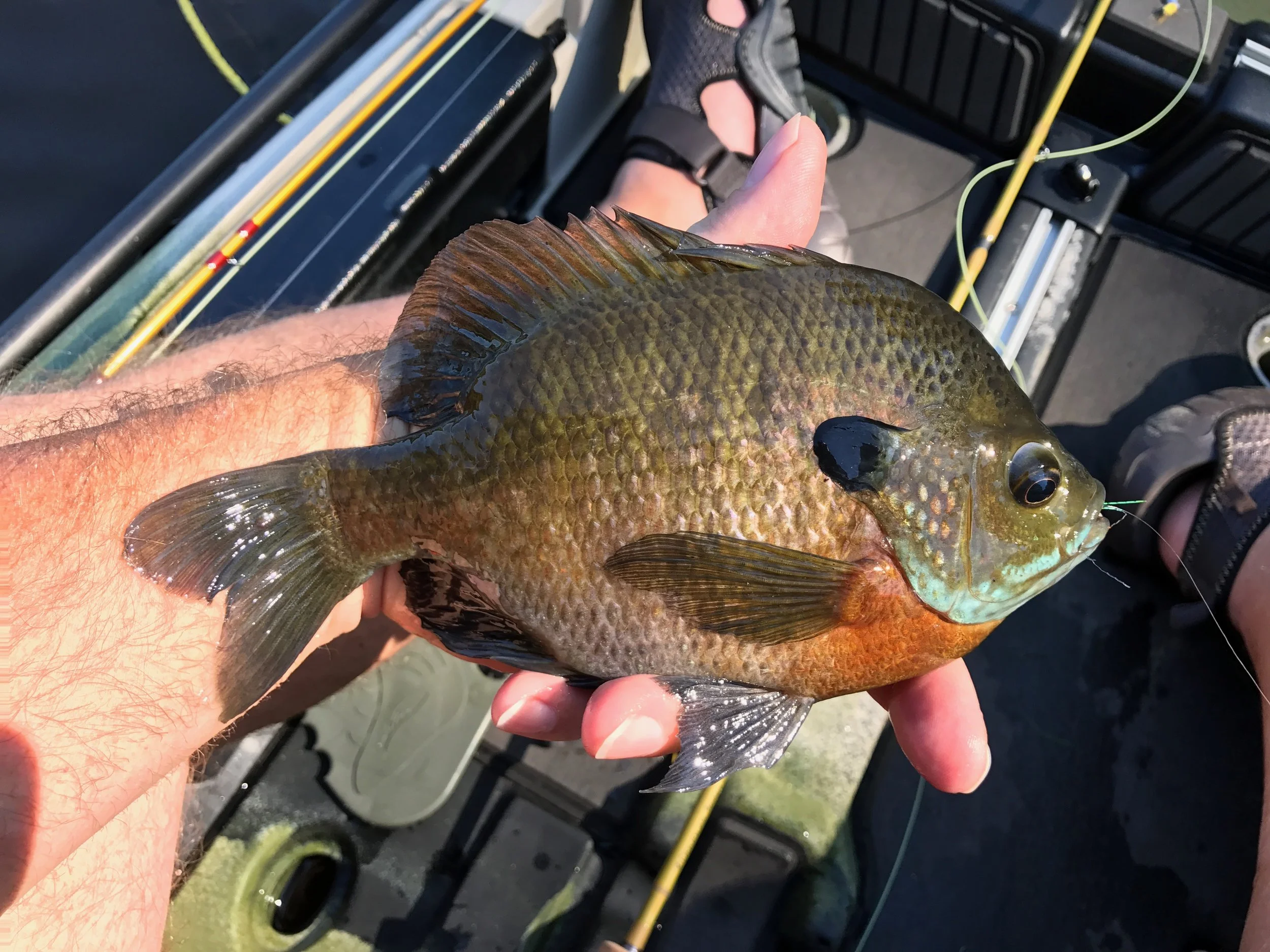 First up...This fish was caught on the streamer typer pattern (top right)
