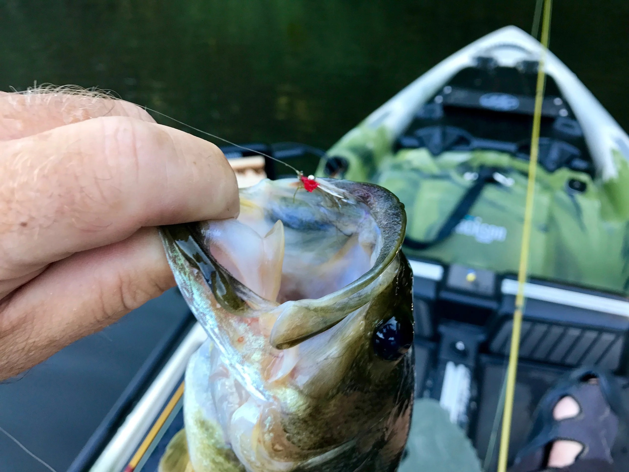 Tiny fly...big mouth.