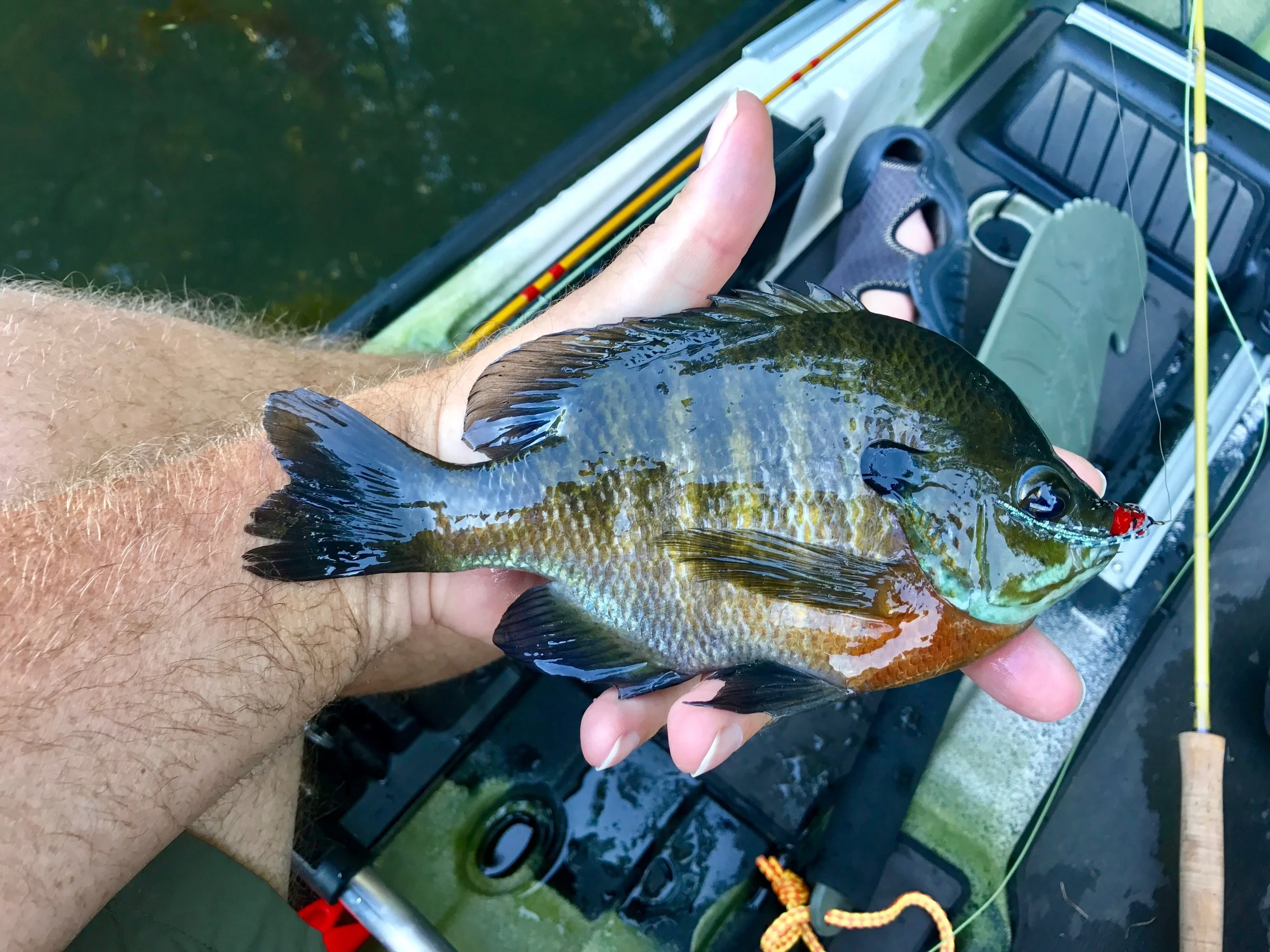 A red bream guinea (bottom middle)