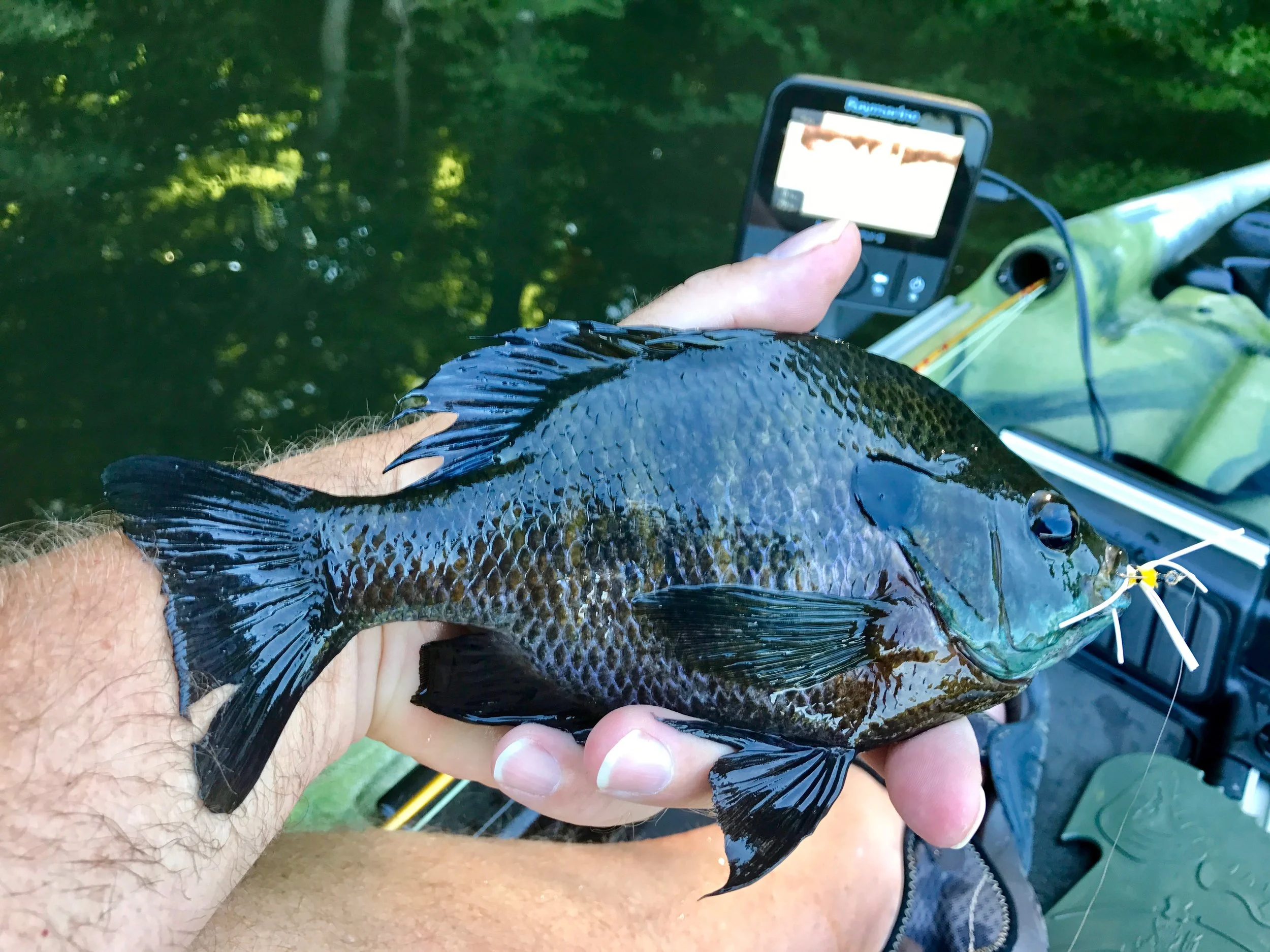 A yellow bream guinea (bottom right)