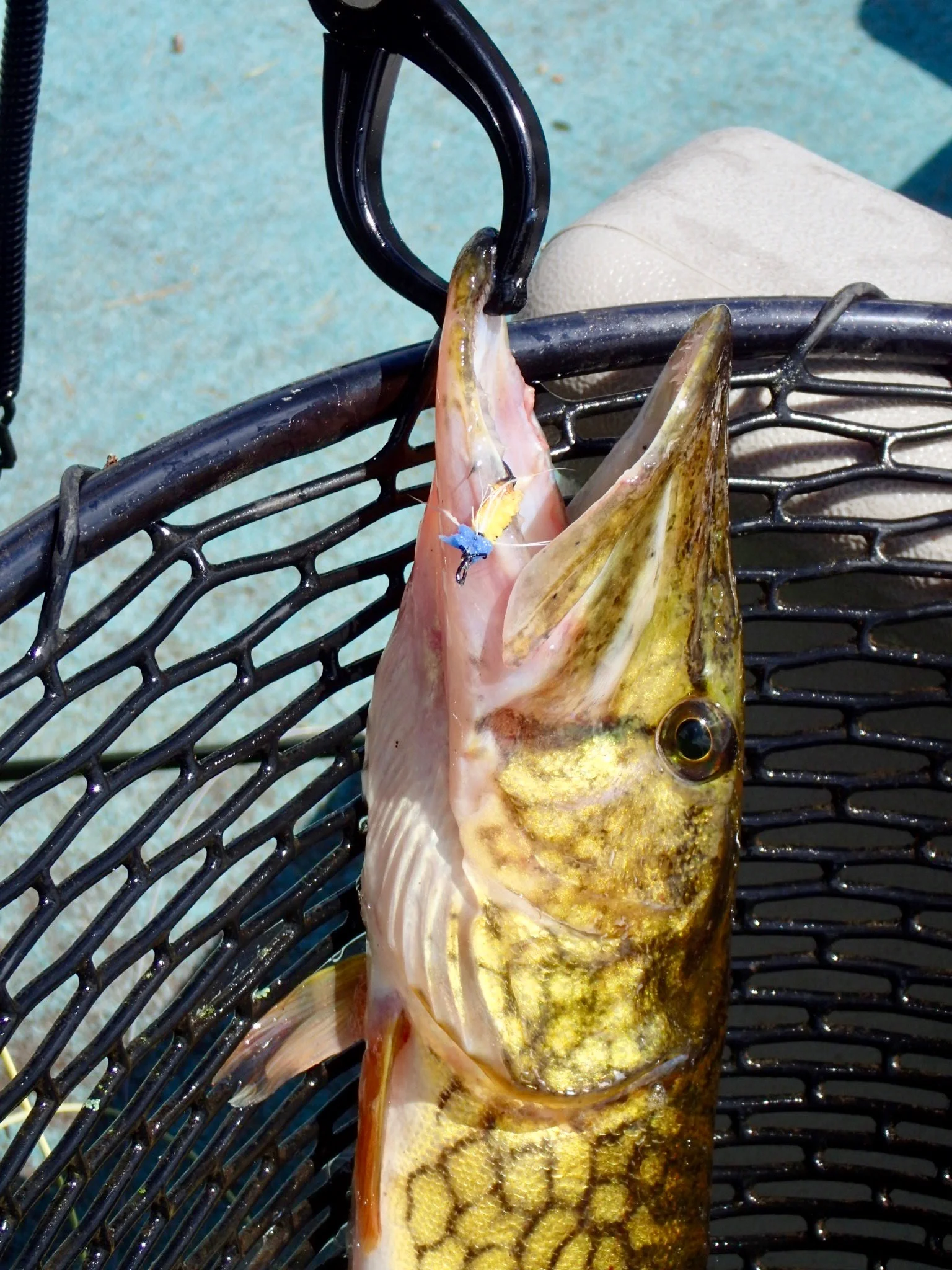A tool that safely holds the fish by the lip without harming them is an essential piece of kit when dealing with these toothy critters.