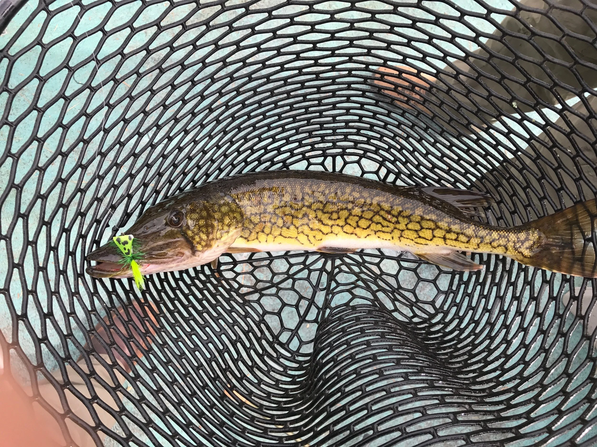 A large pickerel in the net. The use of a rubber net makes handling these fish much easier. They often go ballistic once out of the water and they will quickly foul a standard cloth bag net.