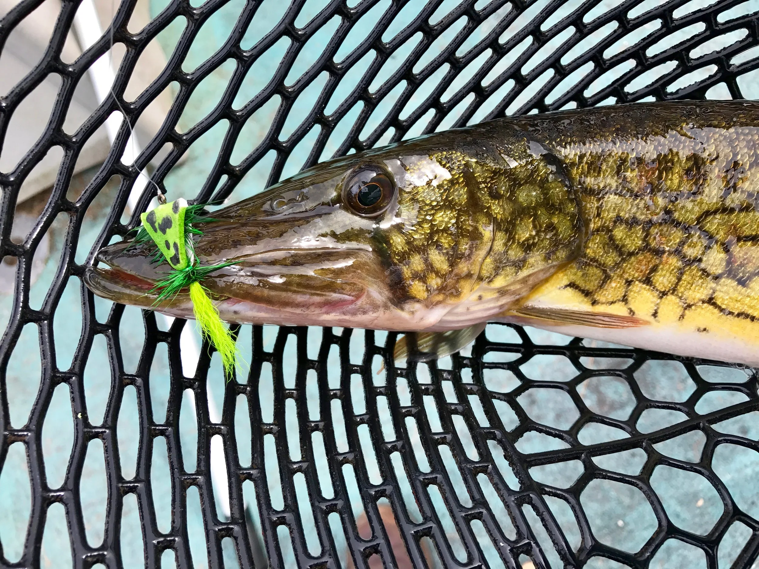 Top water flies are my favorite with these fish!