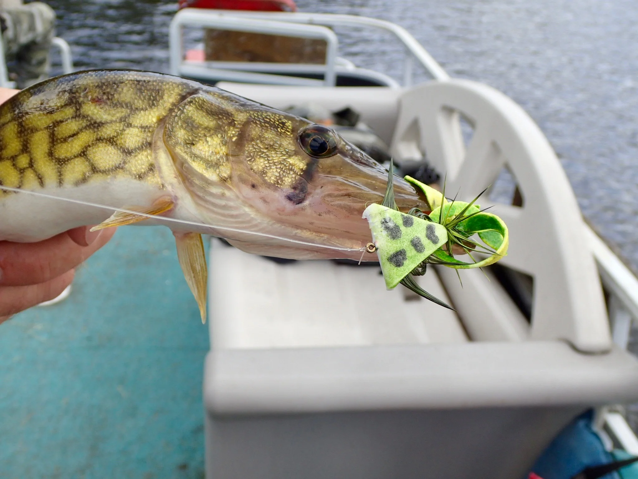 If pickerel can fit it in their mouth, they will try and eat it!