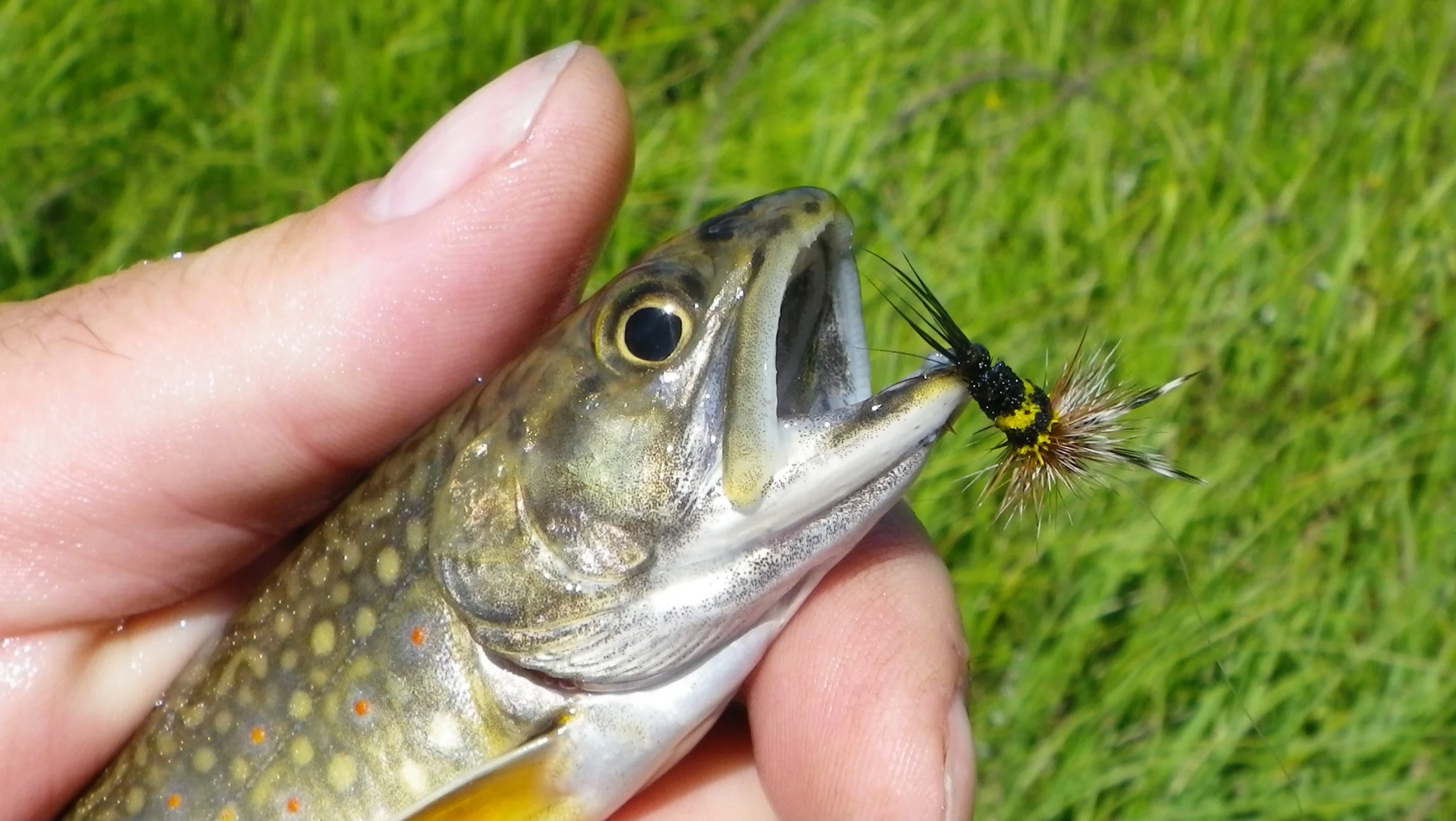 Trout don't fear the sting either! A brook trout taken on Bob Jacklins deer hair bee.