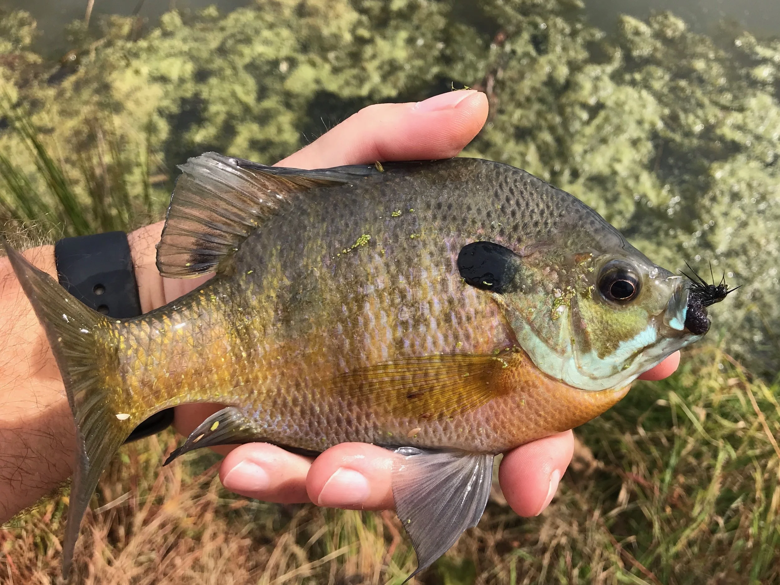 The Mop Dragon is highly effective on bluegills of all sizes!
