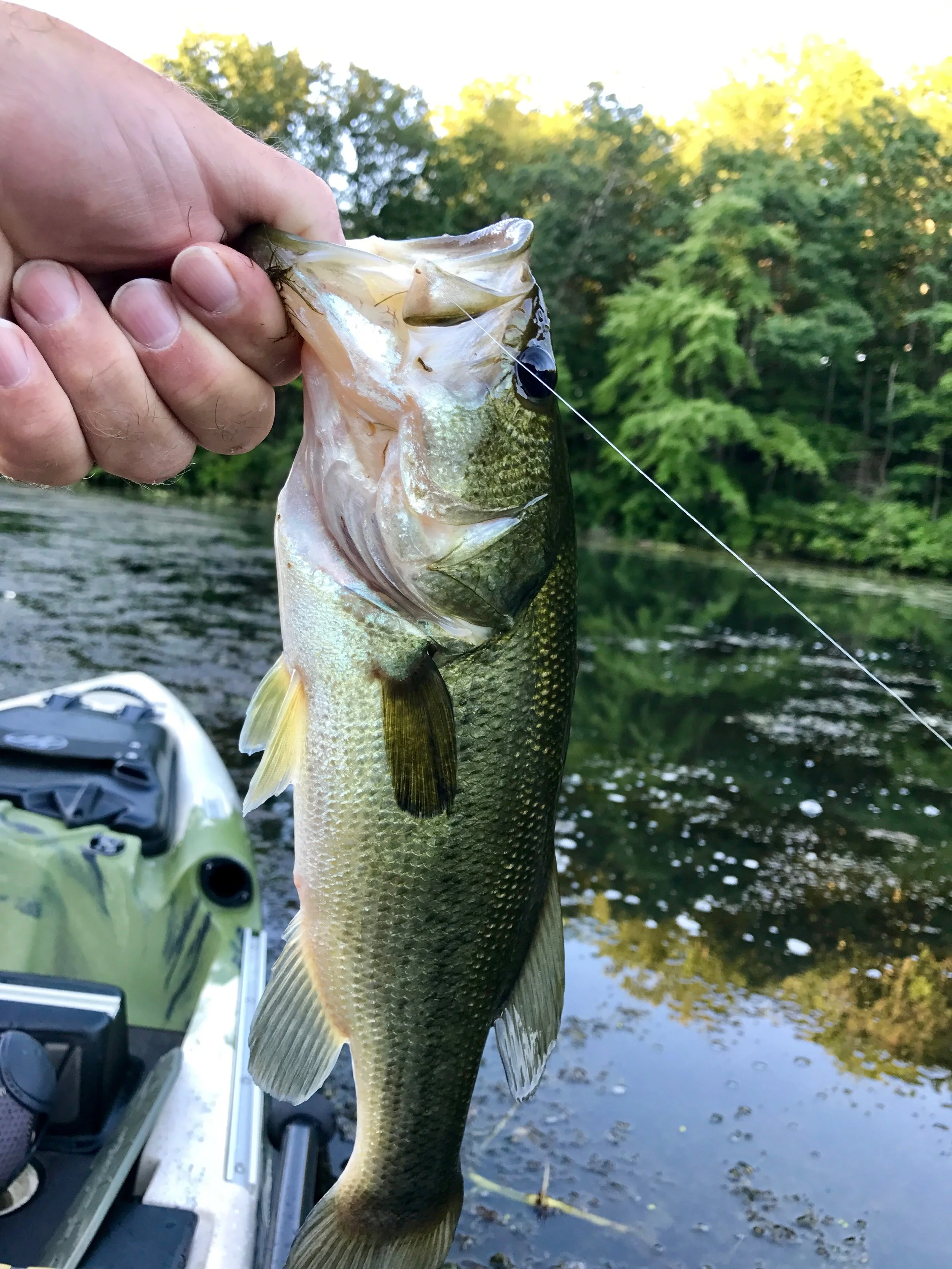 Although fish like largemouth bass normally prefer larger prey, they can't resist a properly presented damselfly nymph.