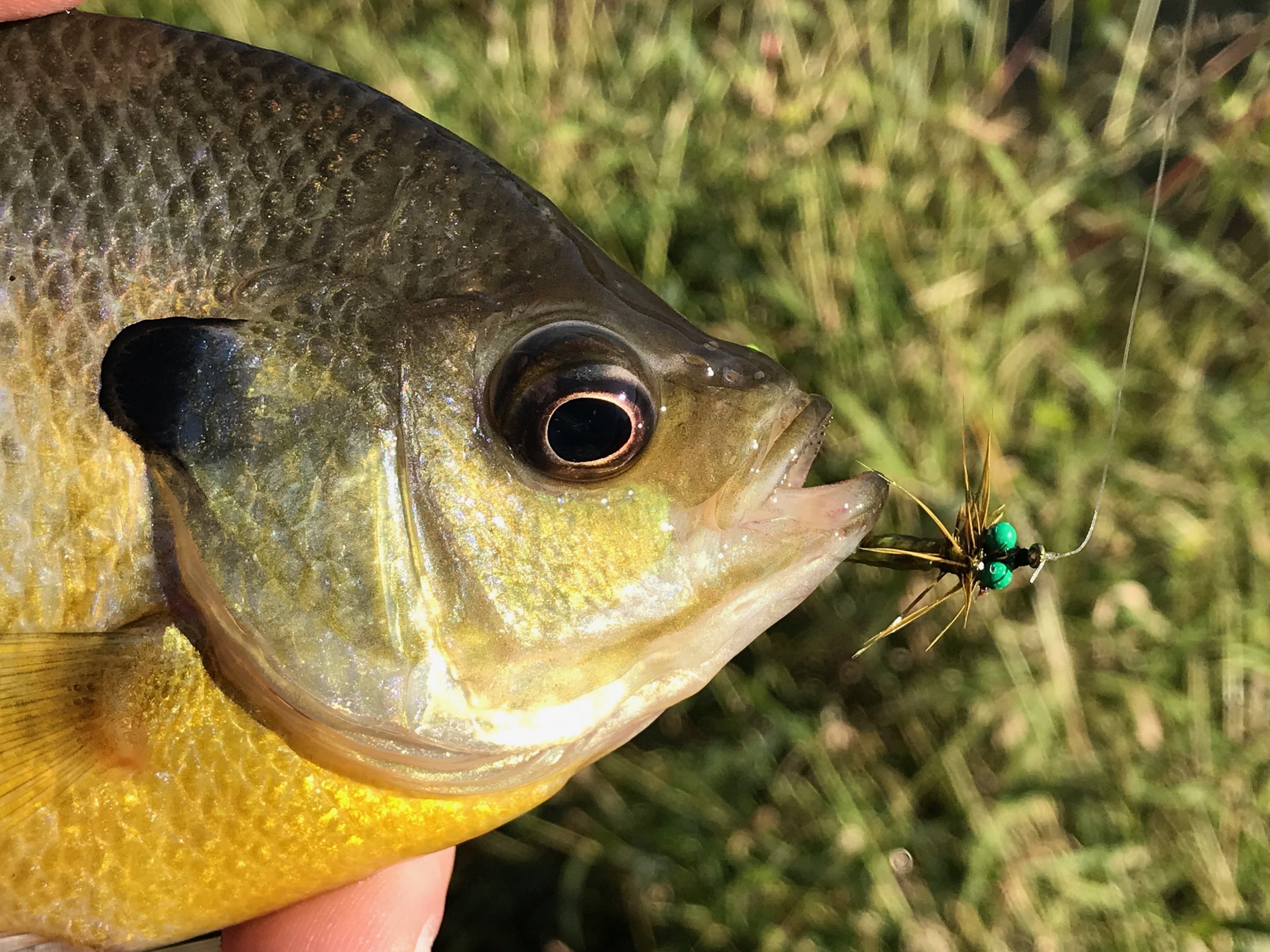 Bluegills and other panfish can't resist the green eyed damselfly!