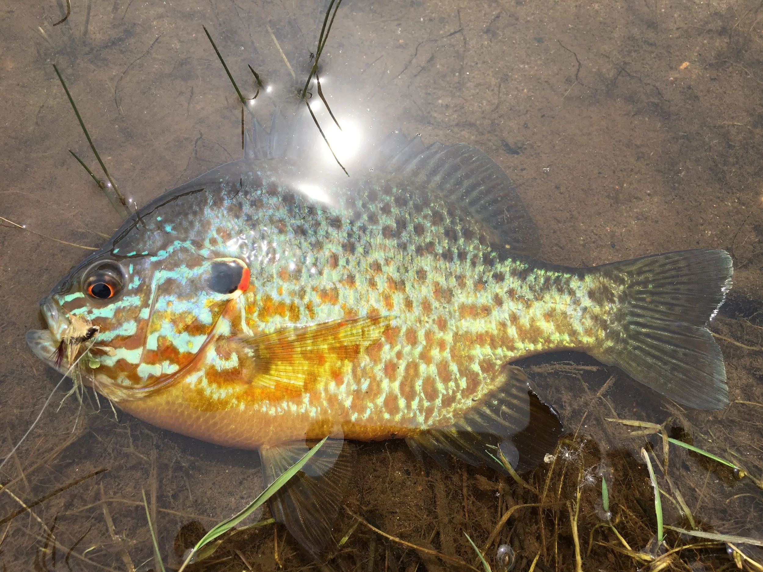 A fine example of a mature pumpkinseed.