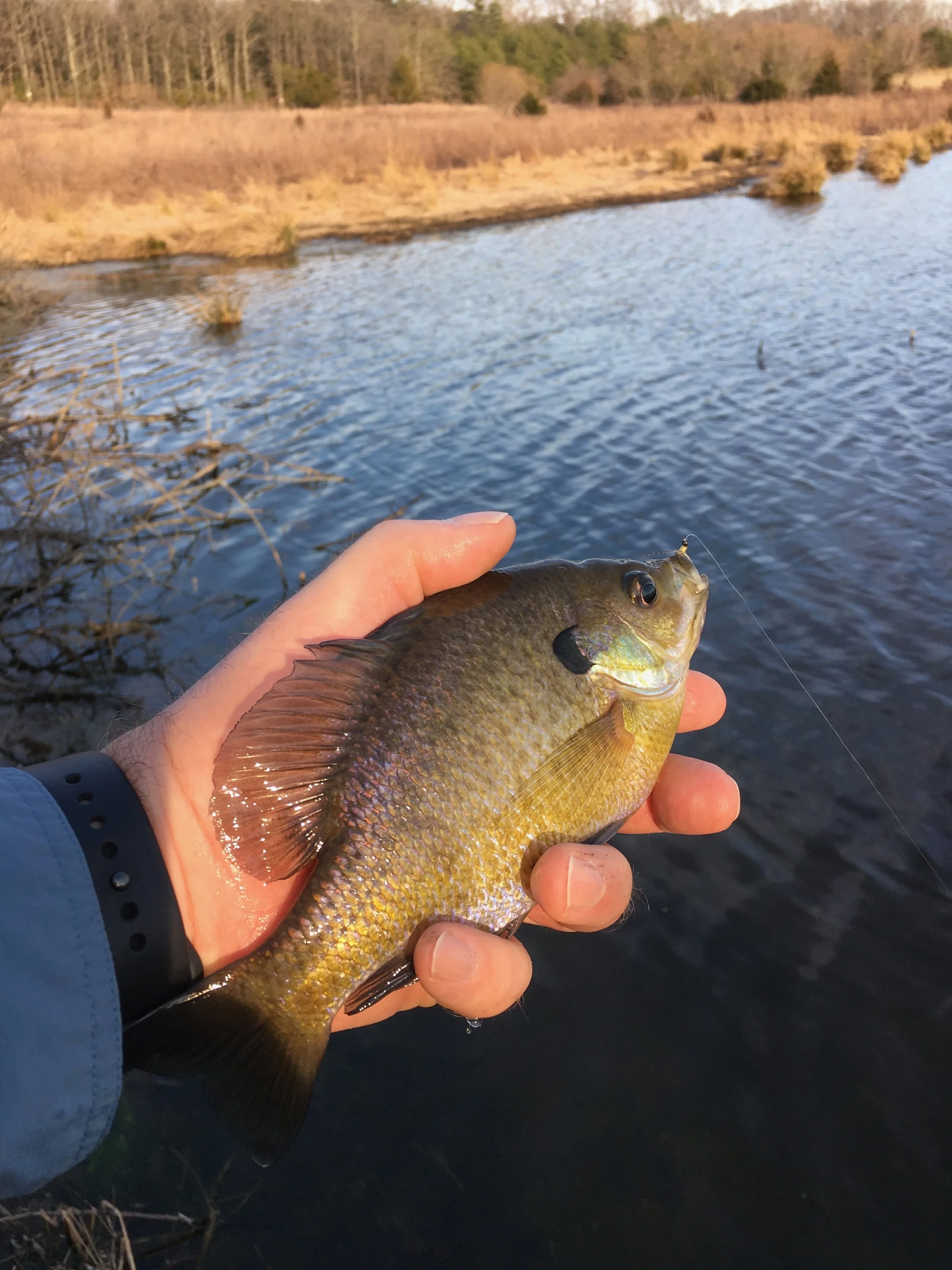 Fishing on a bright day using small flies and slow retrieves will often result in fish being caught!