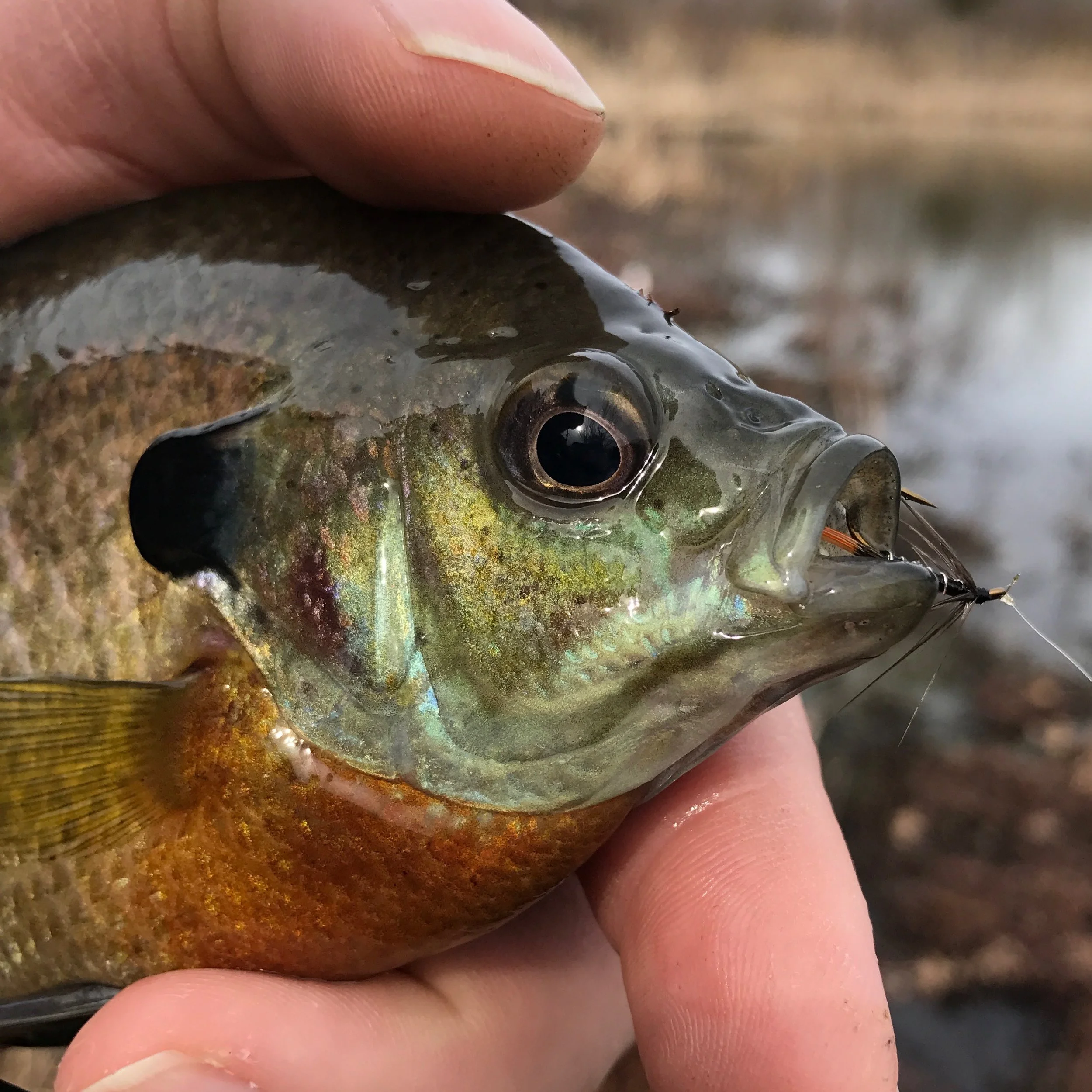 A bluegill caught on a small soft hackle in late Febraury.