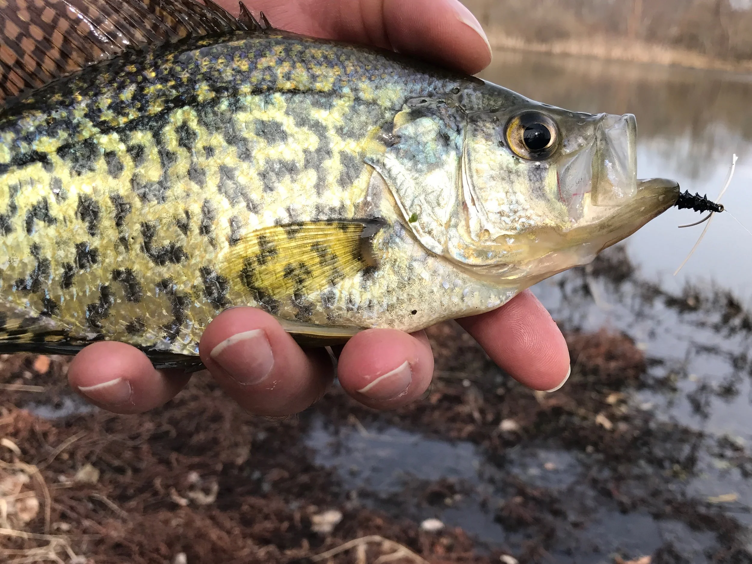 Crappie are more active than other members sunfish family in cold water.