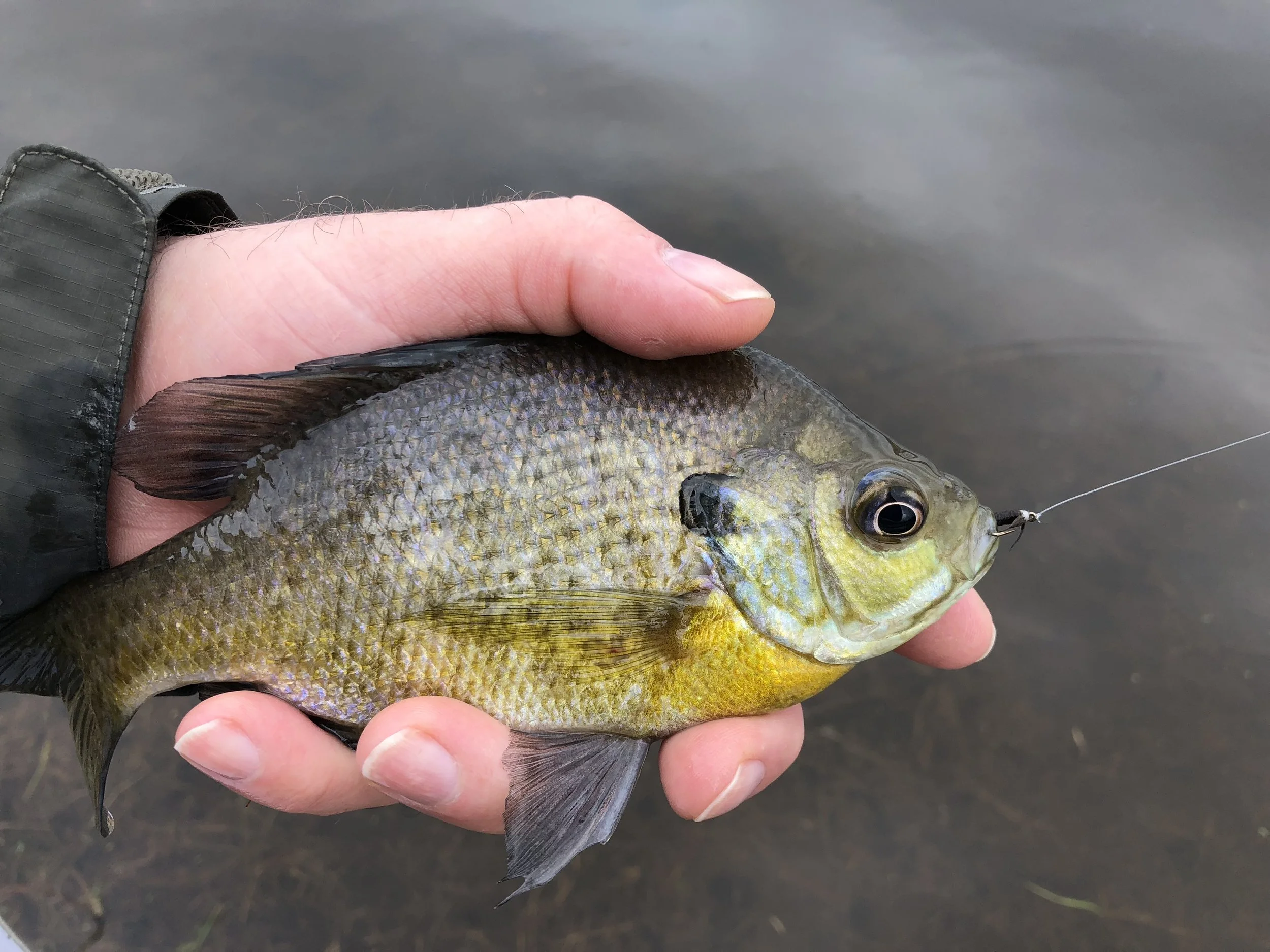 My bluegill of 2018 fell victim to a Teeny Leech. This fly has the contrasting thread color on the head. I find both versions work well.