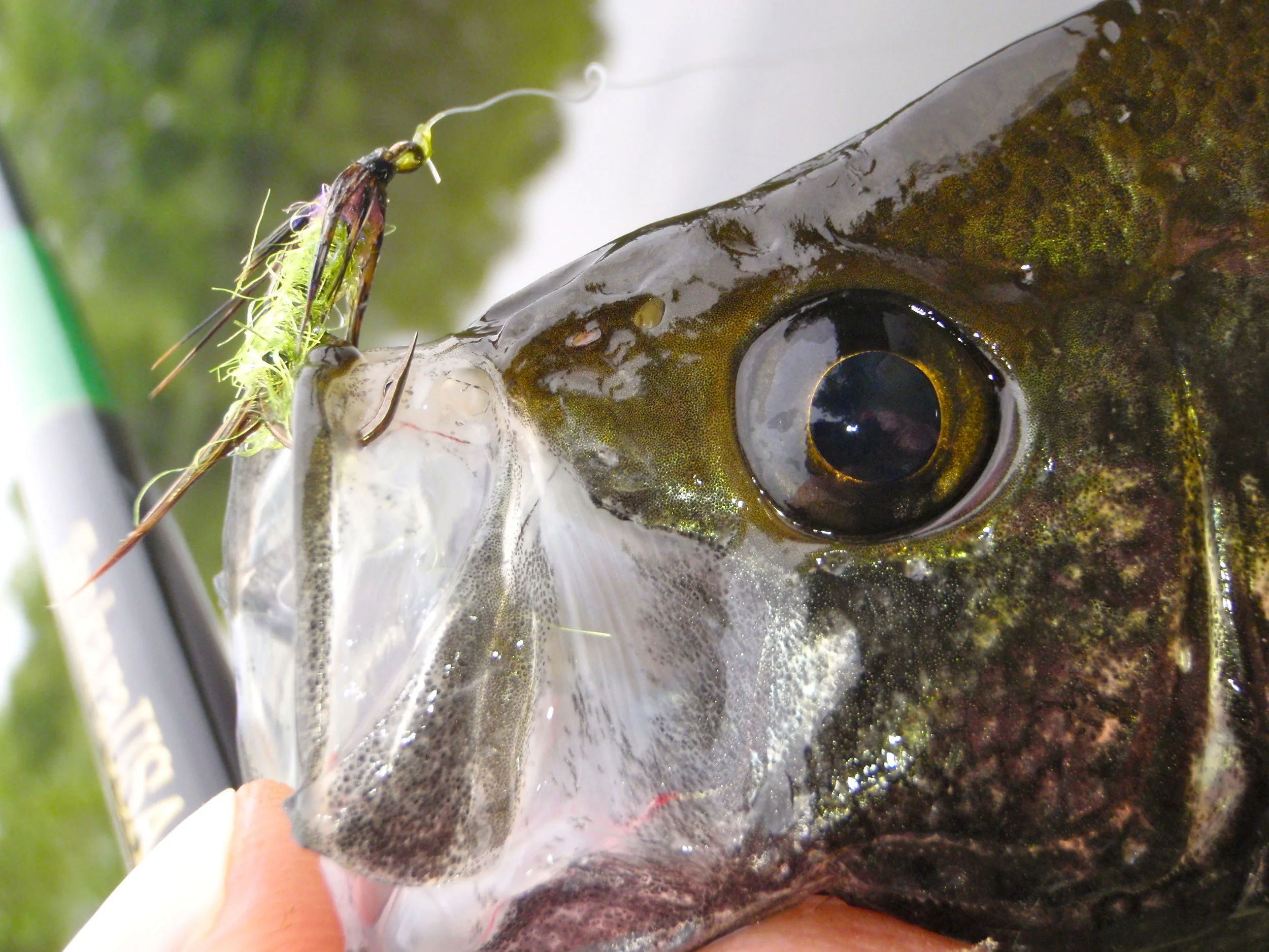 Soft hackles do a great job imitating aquatic insects and small baitfish