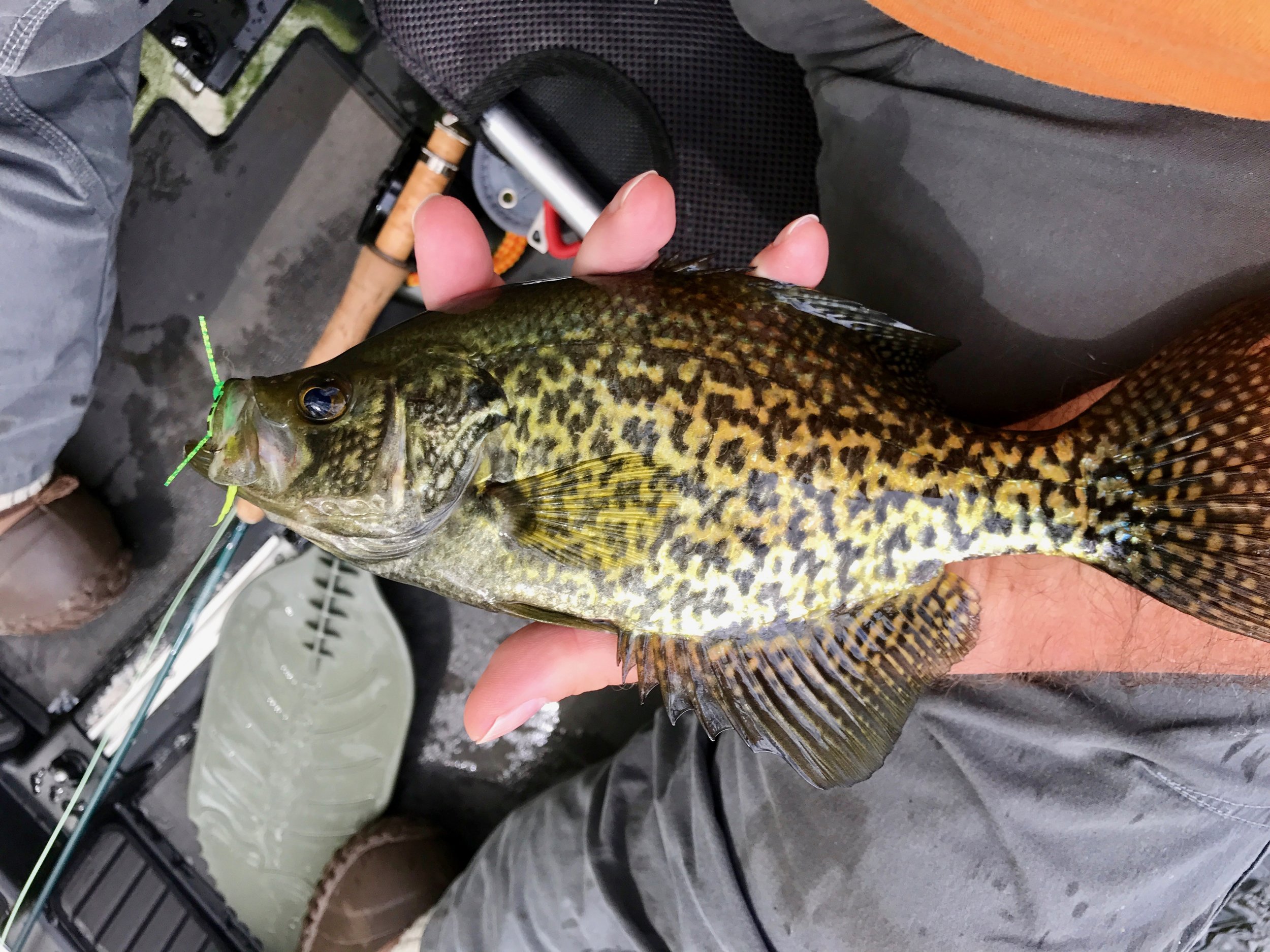 Fly Fishing for Crappie - Crappie Now