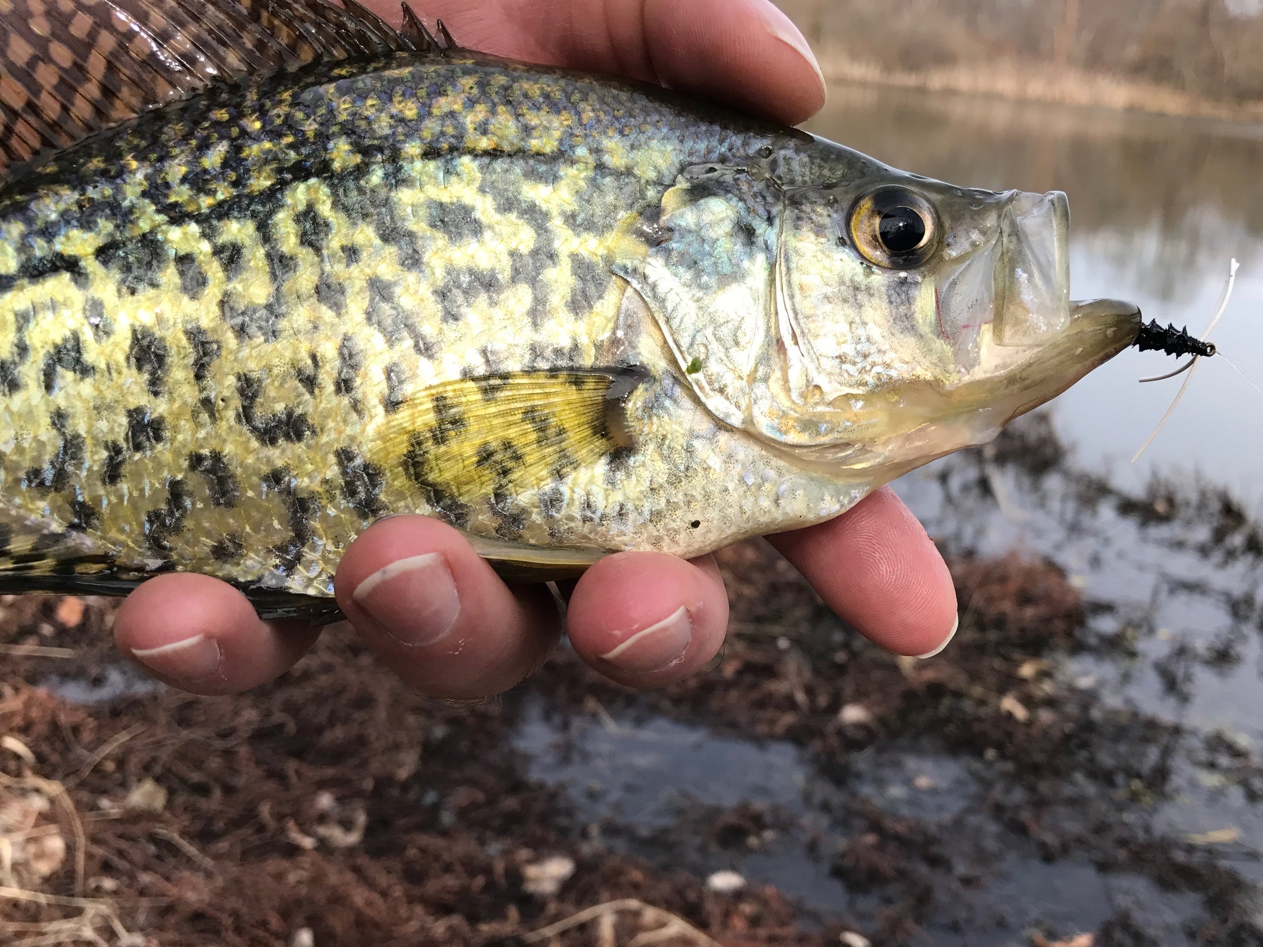 Crappies - A Fish Of Spring — Panfish On The Fly