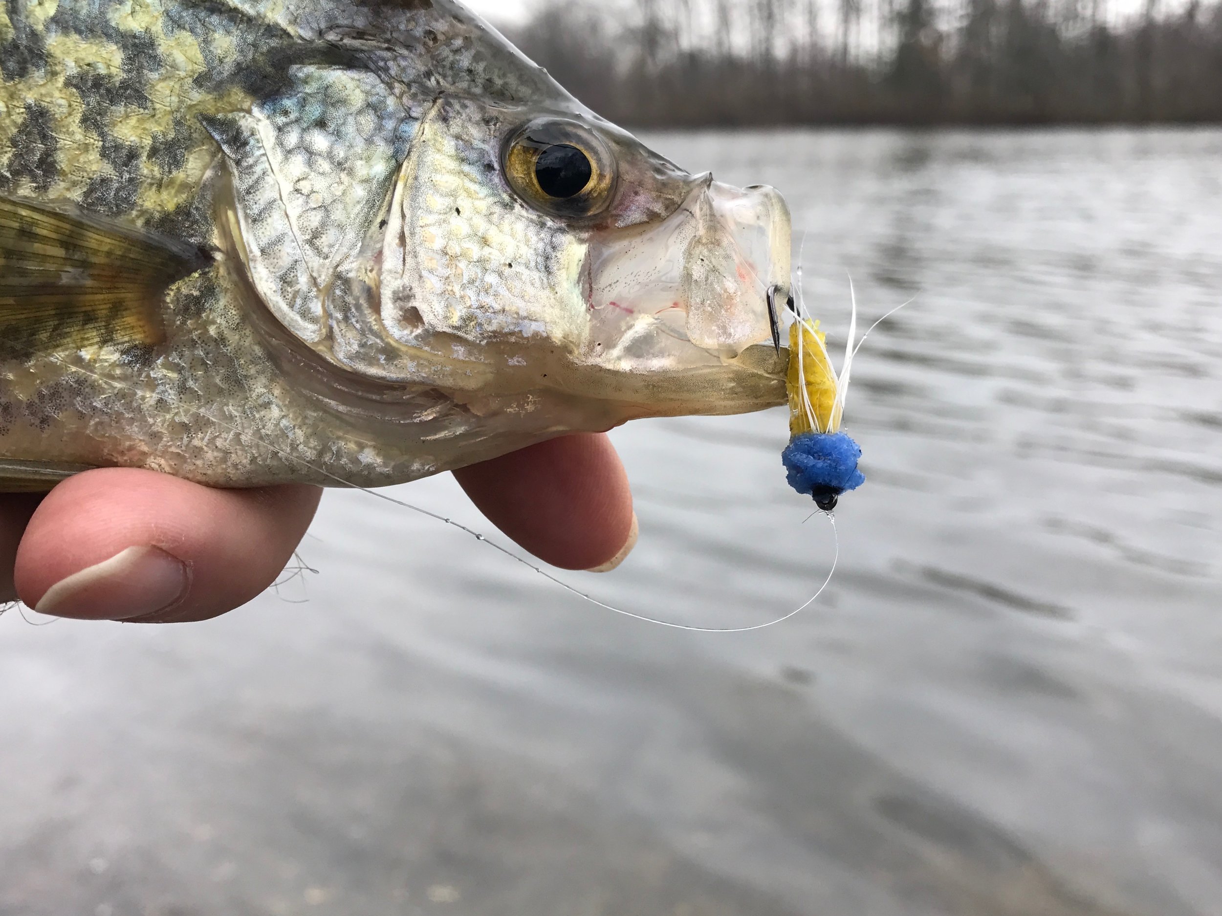 Crappies - A Fish Of Spring — Panfish On The Fly