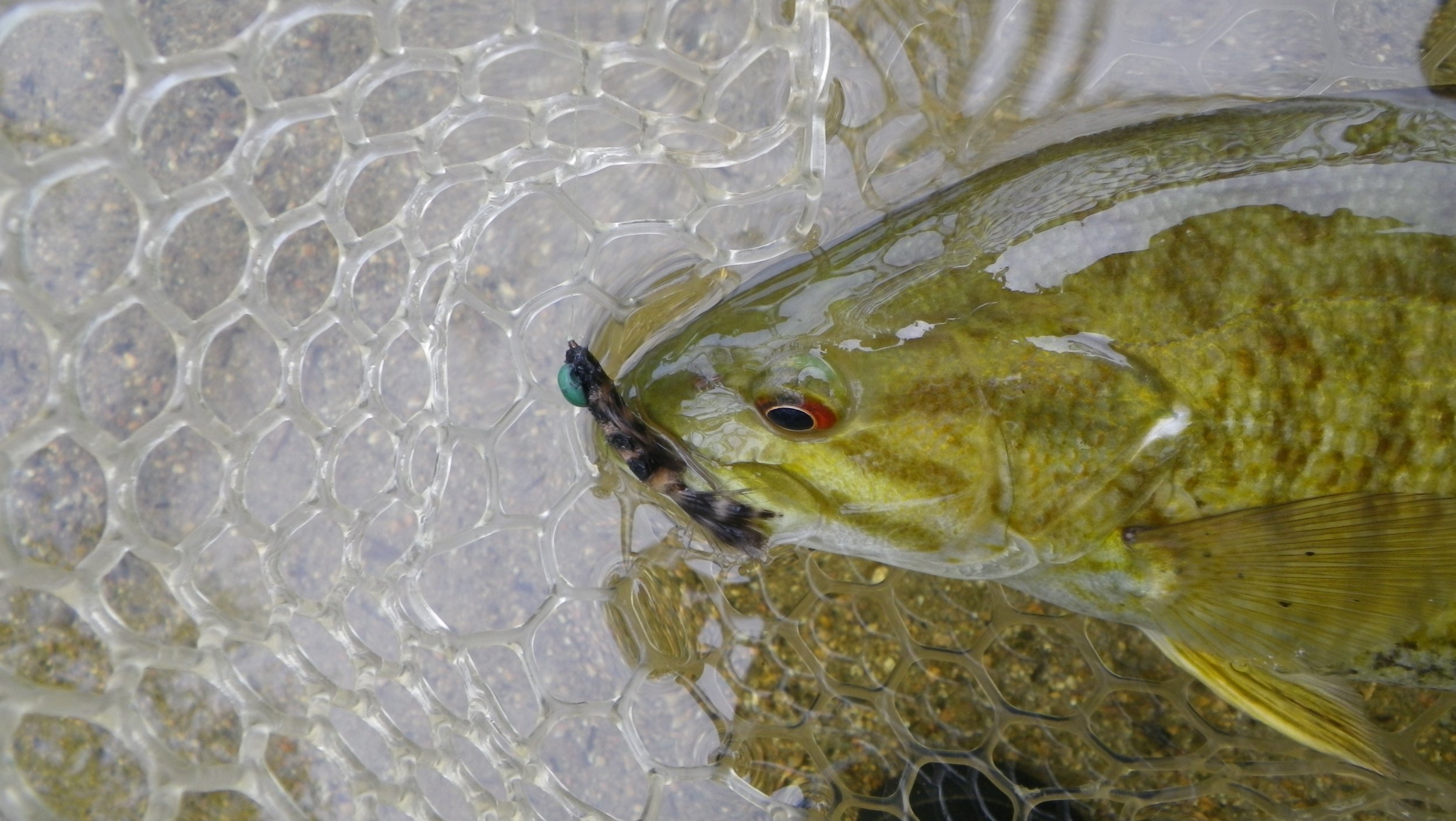 Feeding Habits