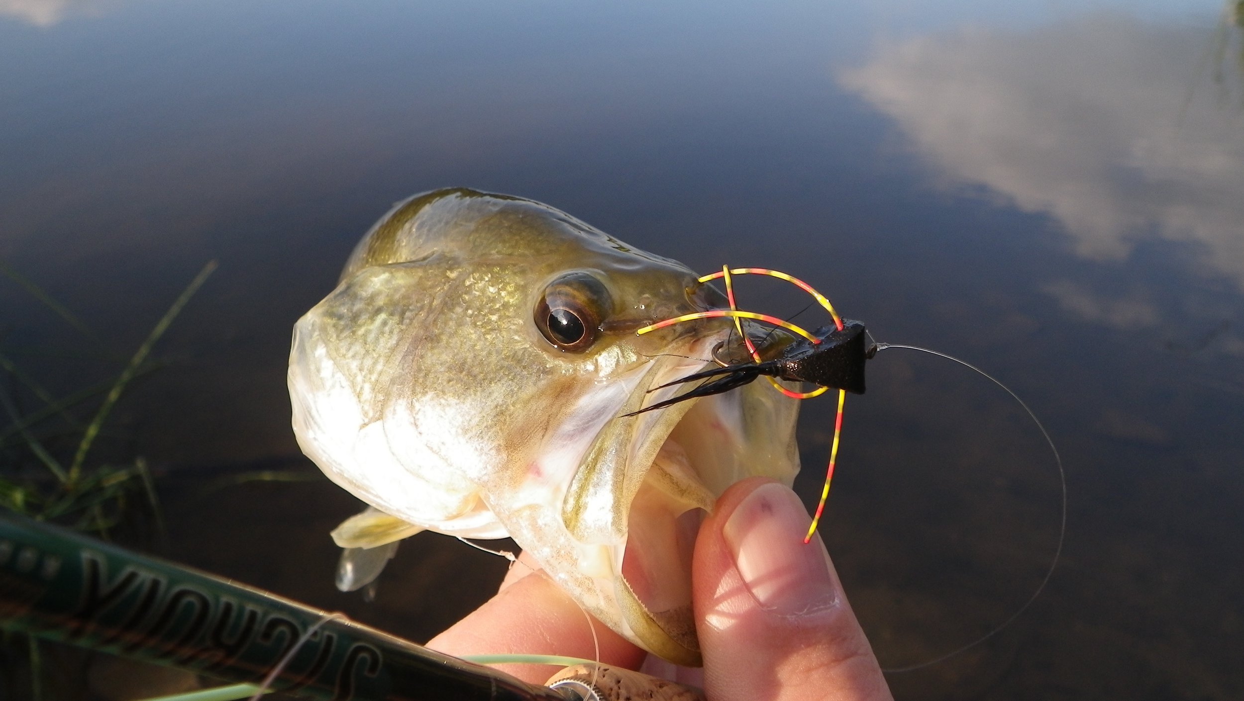 Feeding Habits