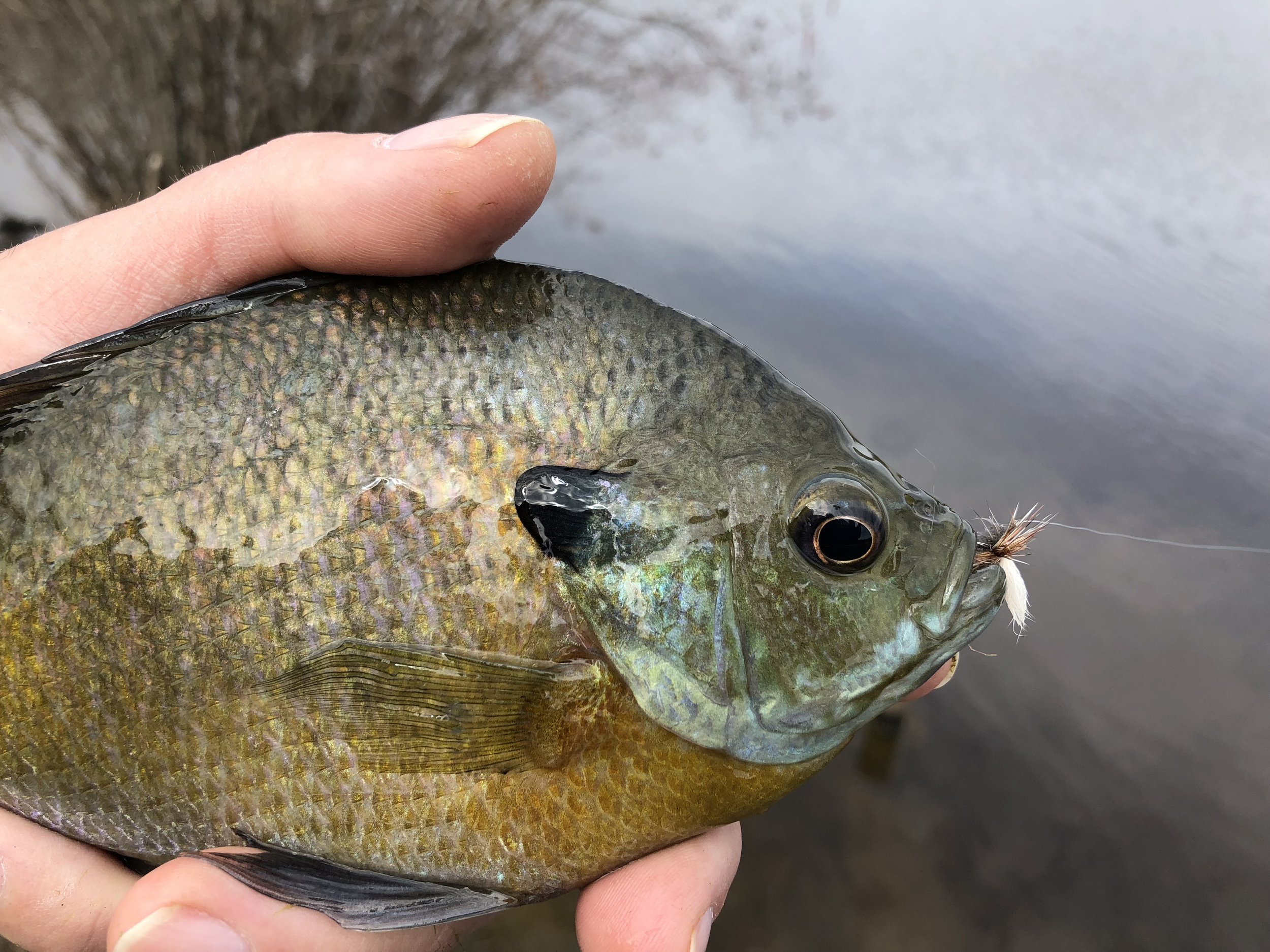 The Most Popular Dry Fly In The World — Panfish On The Fly