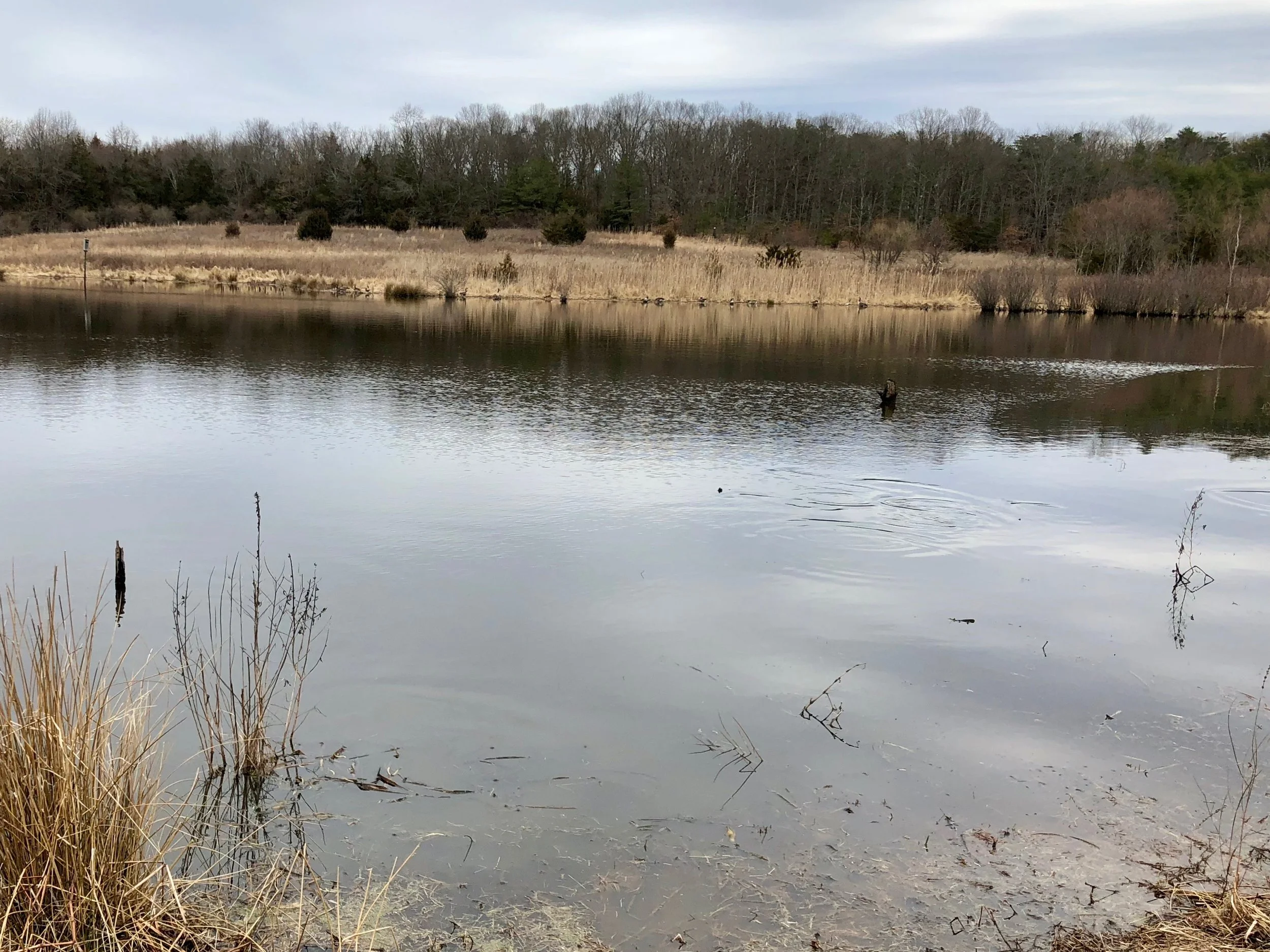 Panfish in shallow water spook easily. Long leaders and delicate landing flies will increase your odds of catching them.