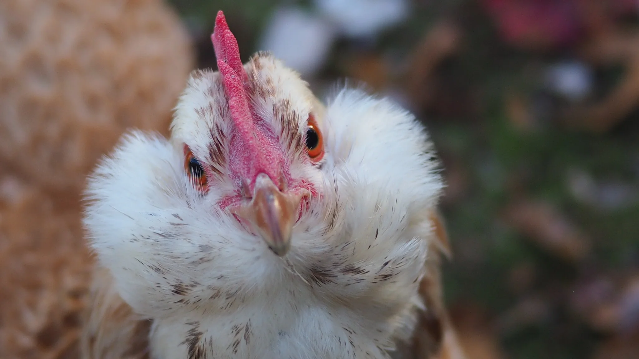 Cheeks will produce some fine feathers for a sulphur soft hackle someday!